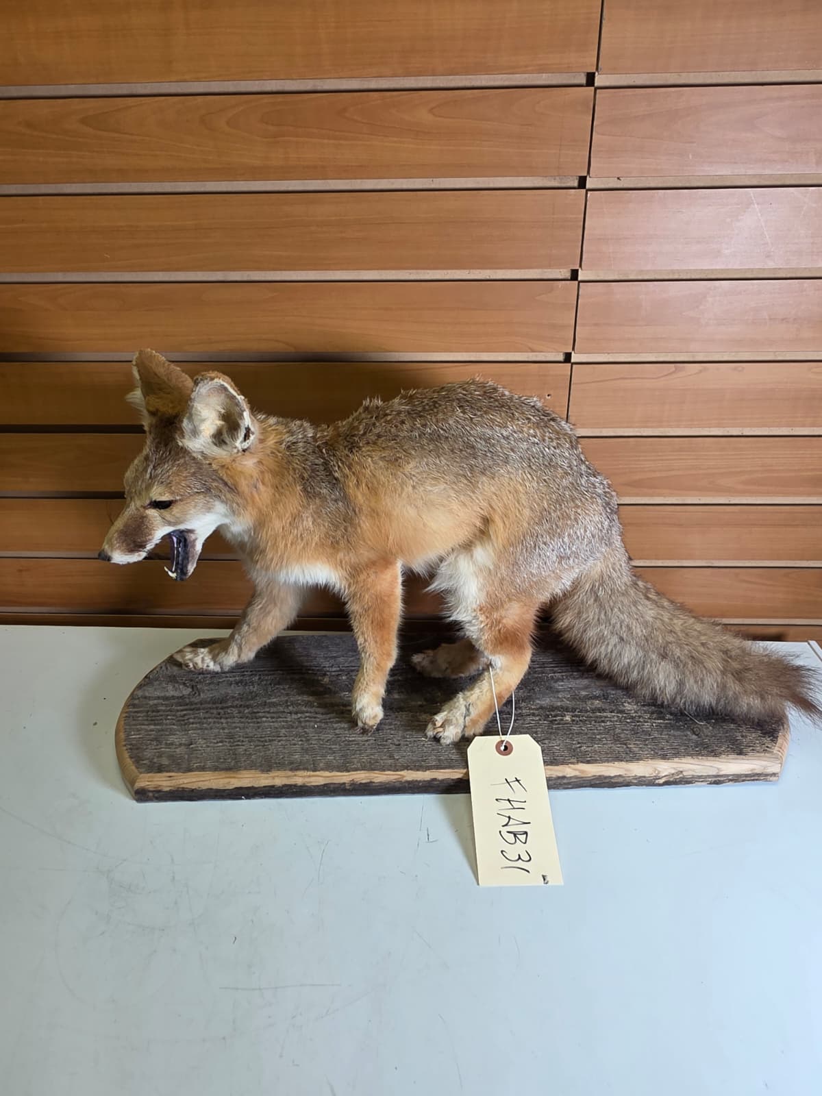 Fhab31 - Swift Fox Taxidermy Mount – Rare Prairie Wildlife Display
