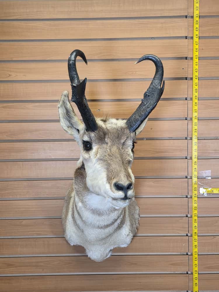 Fmcm48 - Pronghorn Shoulder Mount – Majestic Western Trophy Display