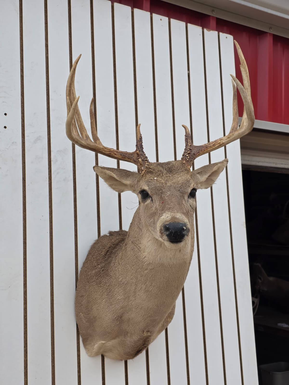 Drmq108 - White-Tailed Deer Shoulder Mount – Taxidermy Wall Display