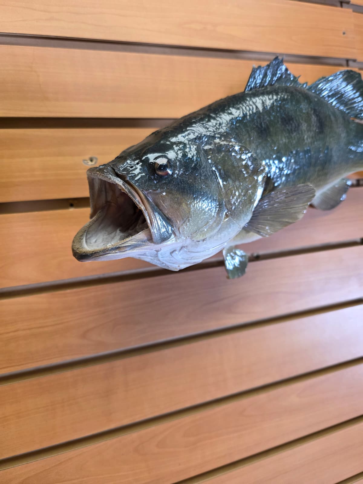 Jtv455 - 18" Largemouth Bass Taxidermy Mount – Classic Freshwater Display