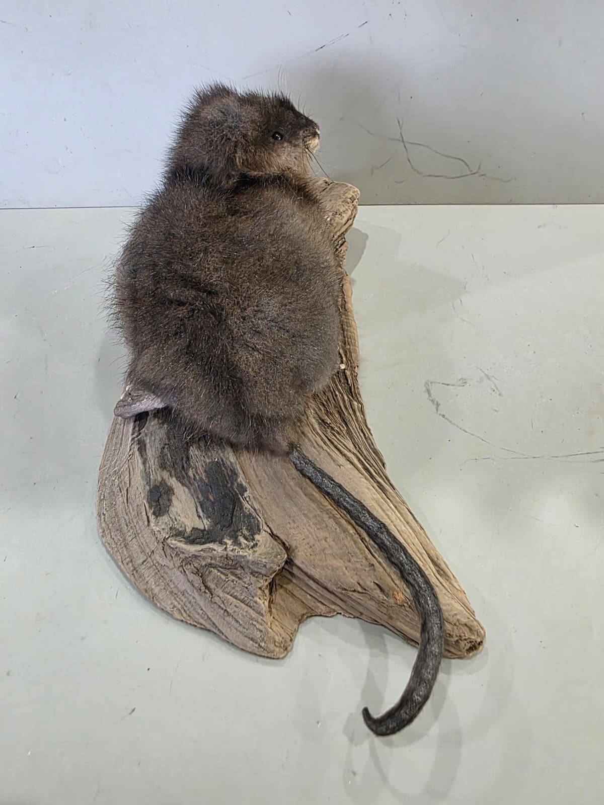 Fhcm93 - Muskrat Taxidermy – Lifelike Woodland Display