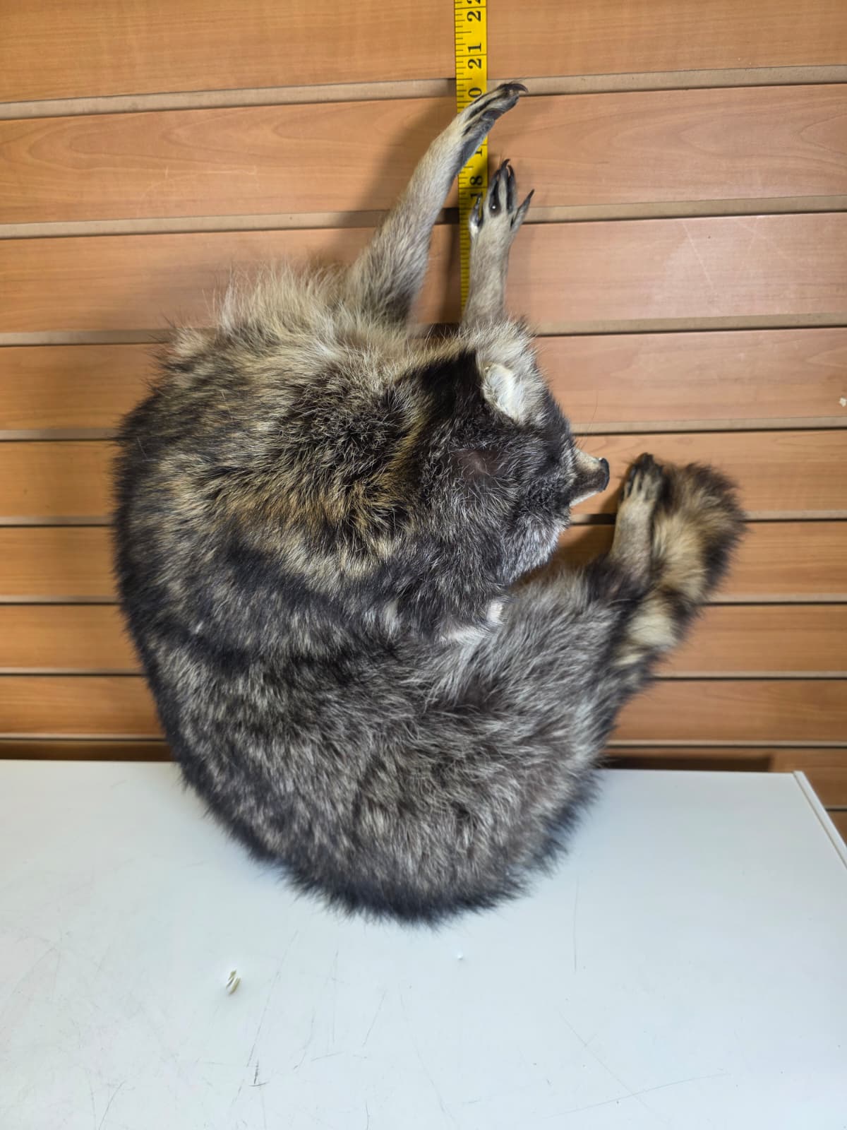 Fhkmc8 - Jumbo Raccoon Taxidermy – Lifelike Display