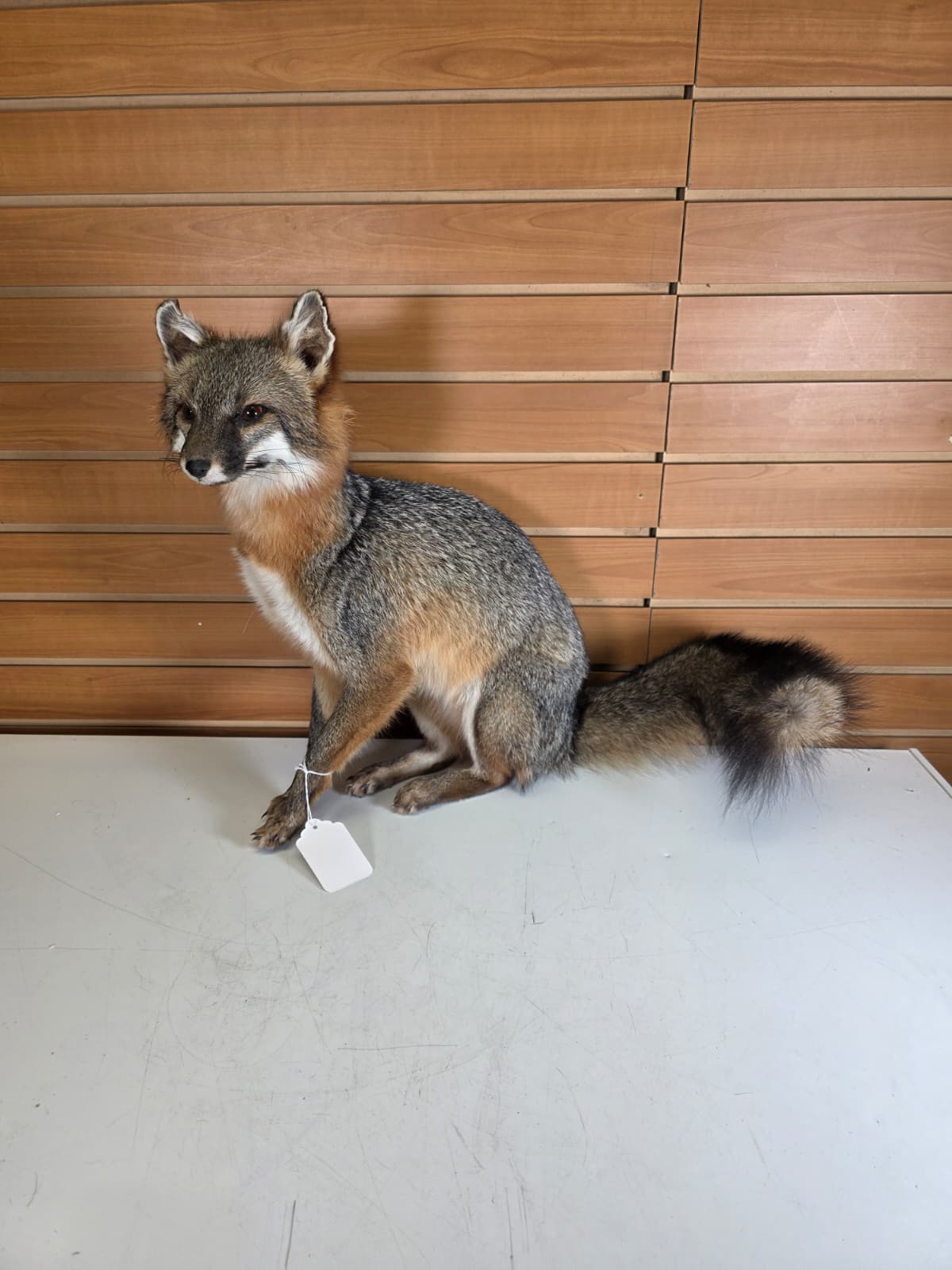 FHfox2 - Grey Fox Taxidermy Mount – Natural Wildlife Display