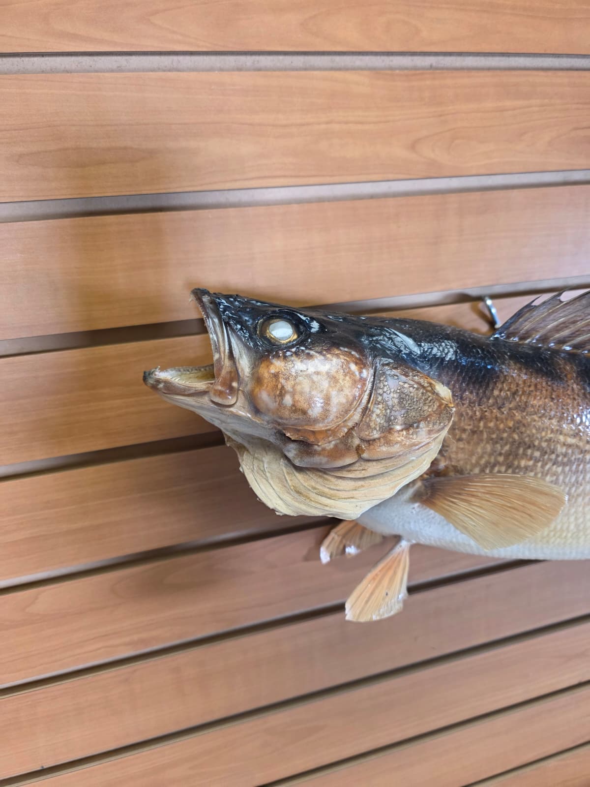 JTV402 - 27" Walleye Fish Mount – Premium Natural Wall Display