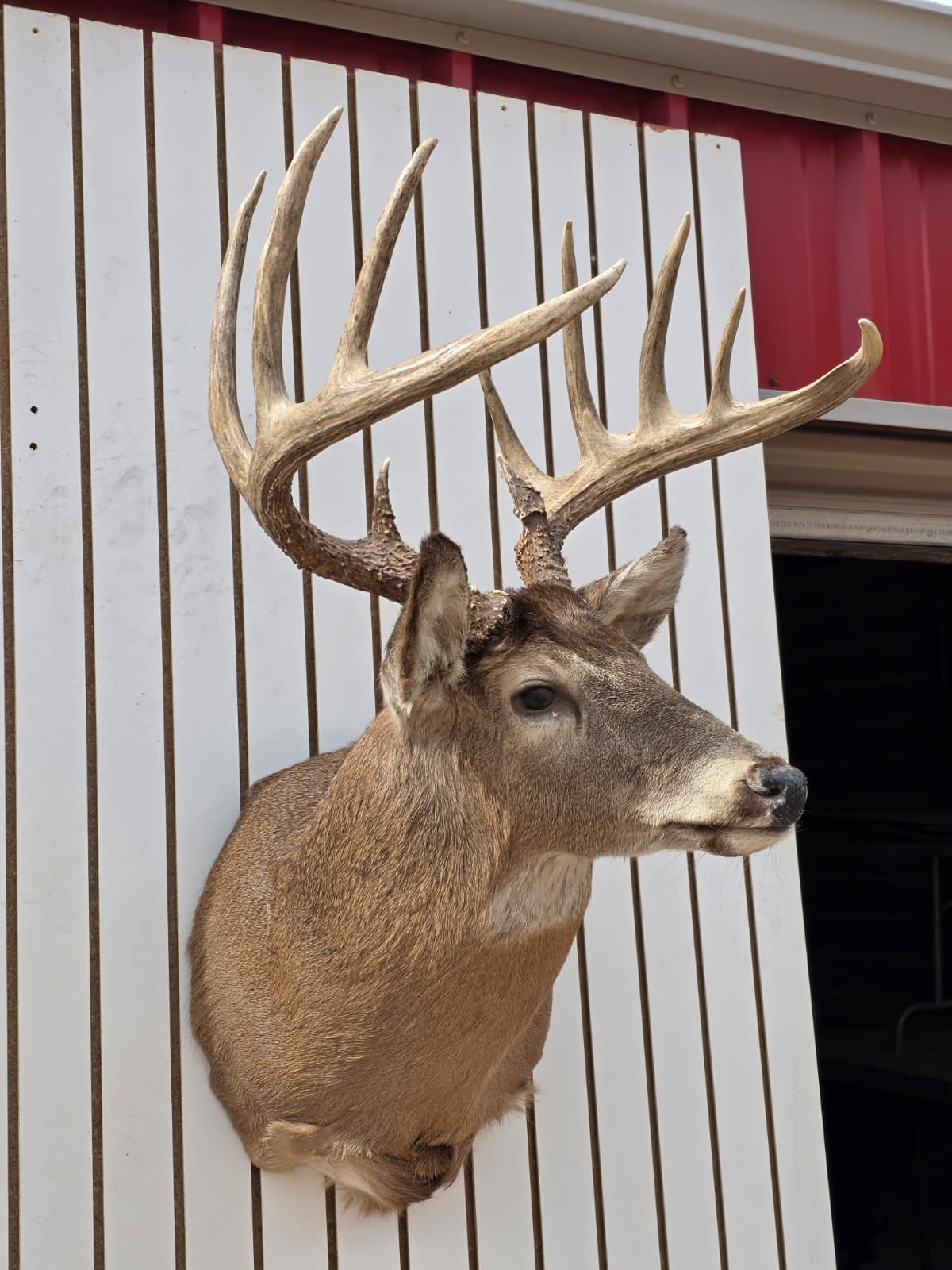 Drmq102 - White-Tailed Deer Shoulder Mount – Taxidermy Wall Display