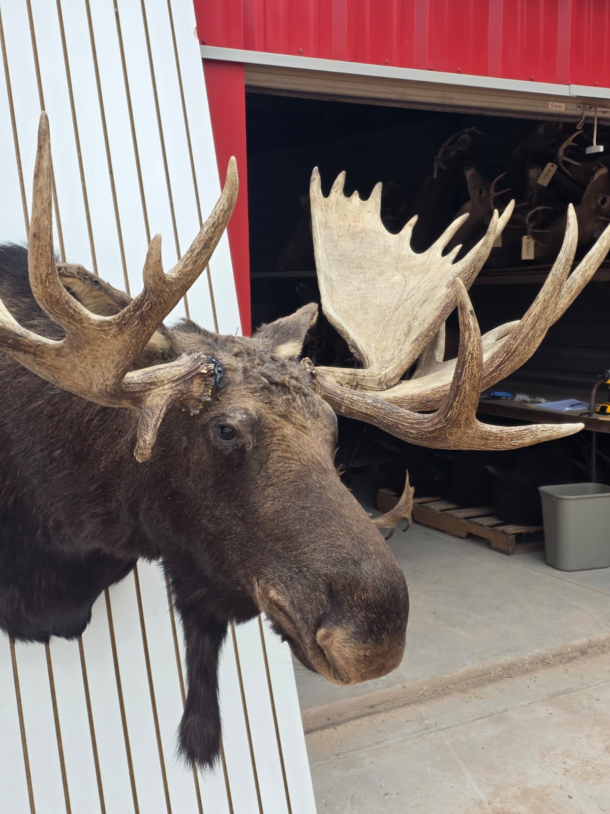 Fhcm82 - massive 63" Wide Double Main Beam Alaskan Moose Shoulder Mount Taxidermy