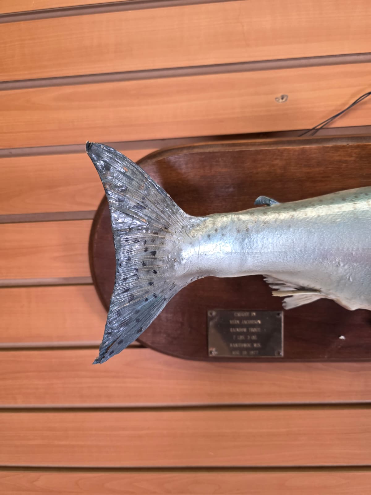 Jtv456 - 25" Trout Taxidermy Mount – Lifelike Freshwater Display