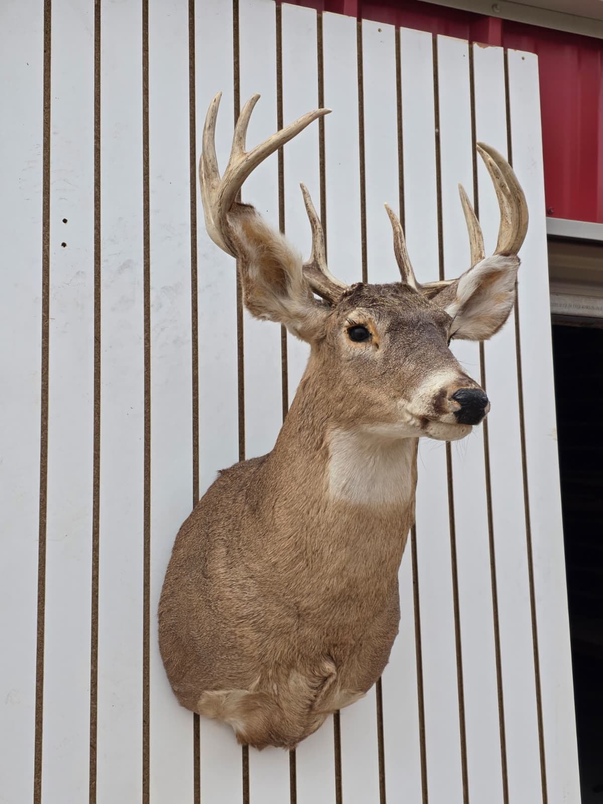 Fhdar3 - White-Tailed Deer Shoulder Mount – Taxidermy Wall Display