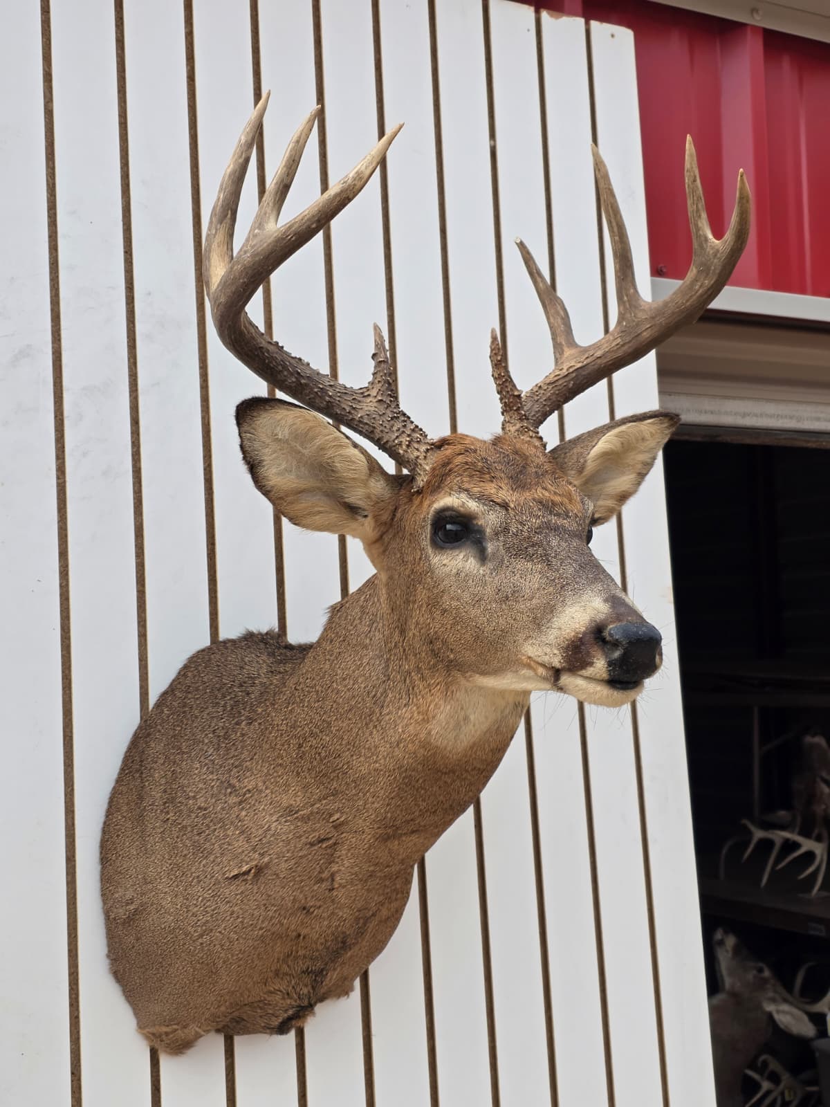 Fhdar8 - White-Tailed Deer Shoulder Mount – Taxidermy Wall Display