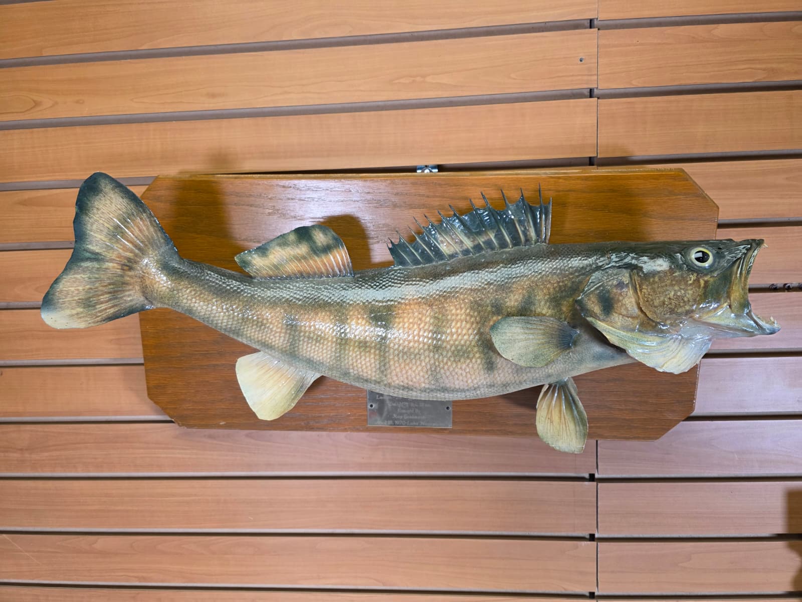 Jtv443 - 28" Walleye Taxidermy Mount – Vintage 1970 Classic Display