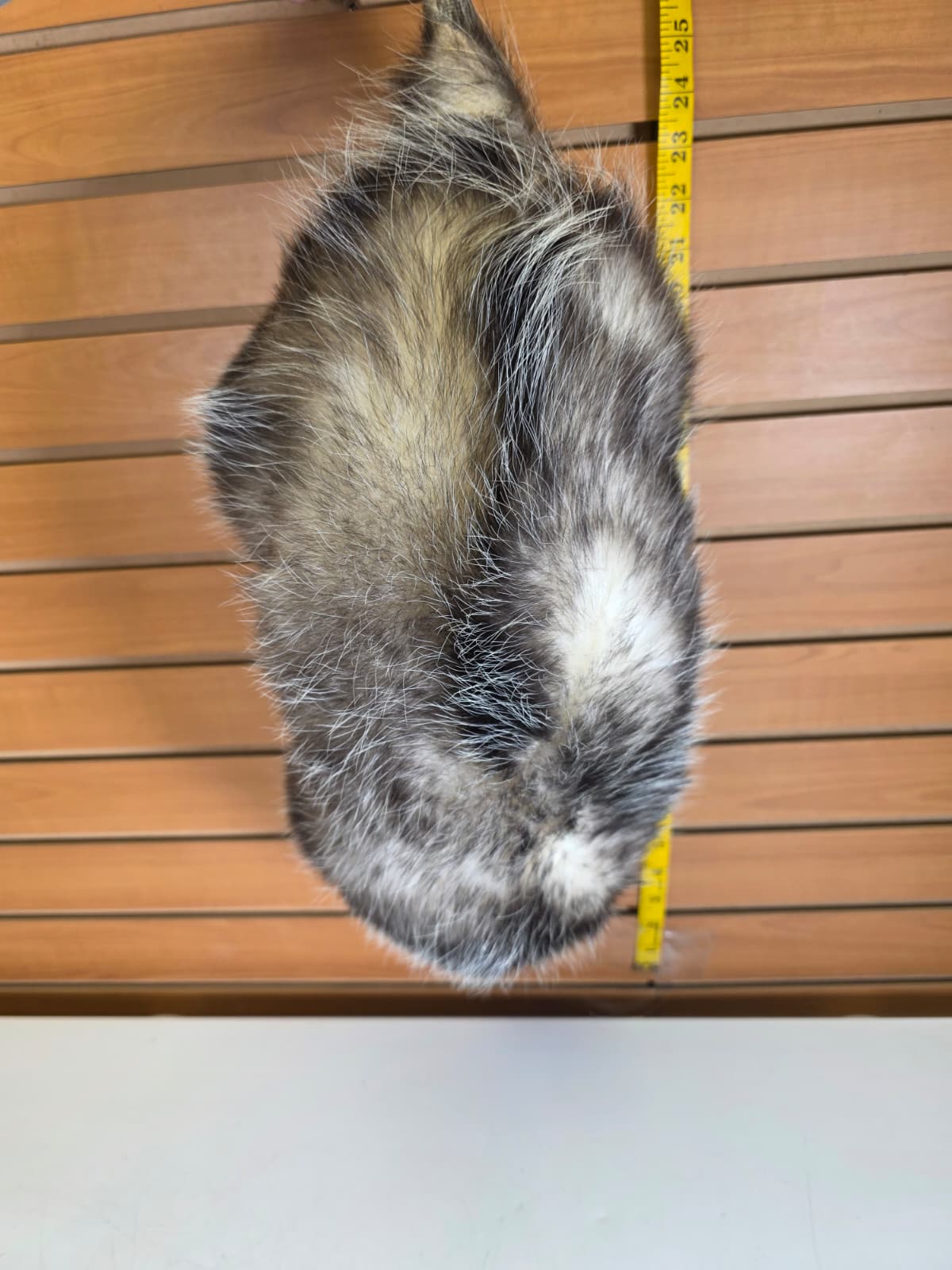 Fhkmp1 - Opossum Taxidermy – Lifelike