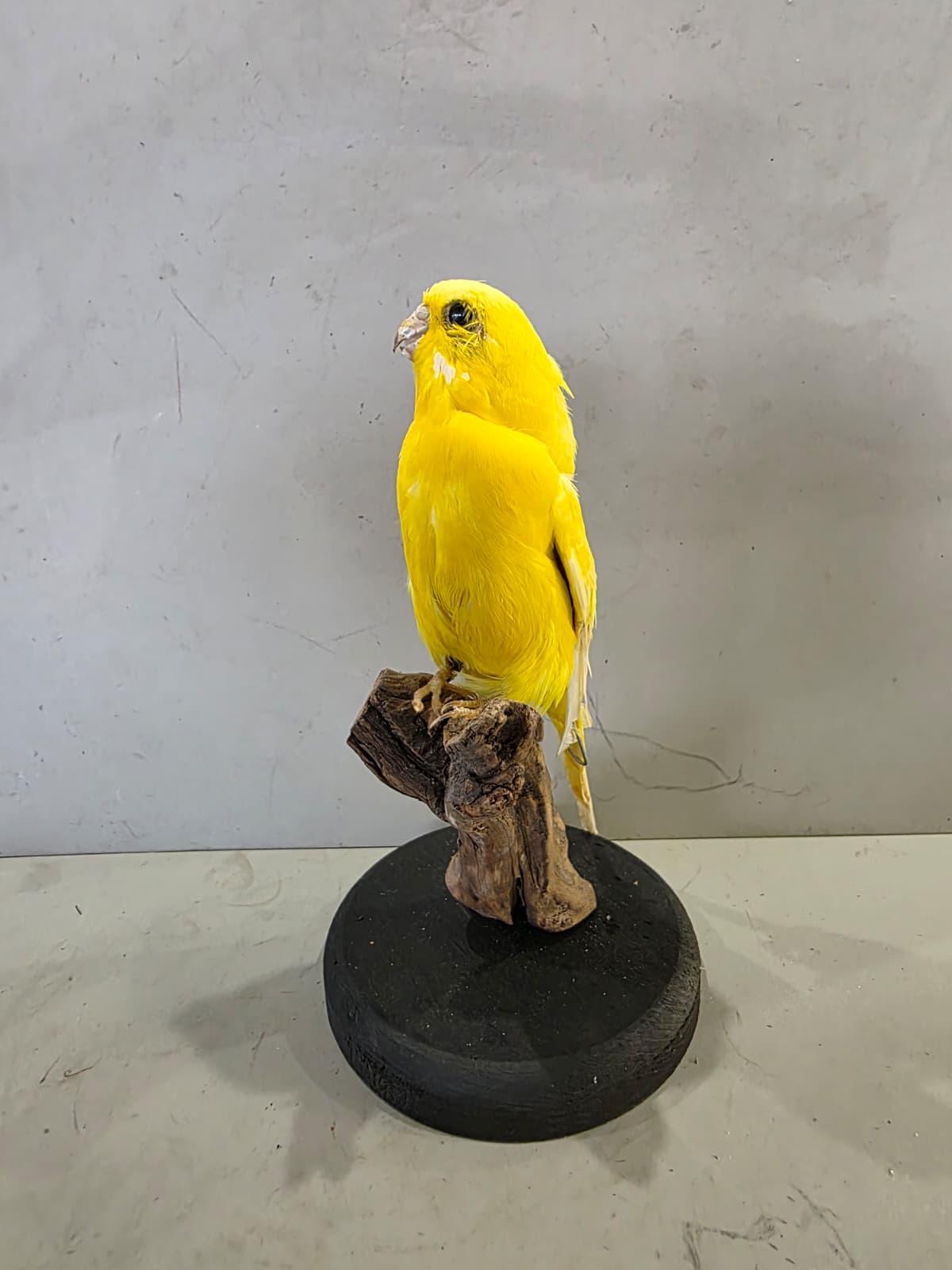 Fhcm87 - Yellow Budgie Parakeet Taxidermy – Lifelike Display