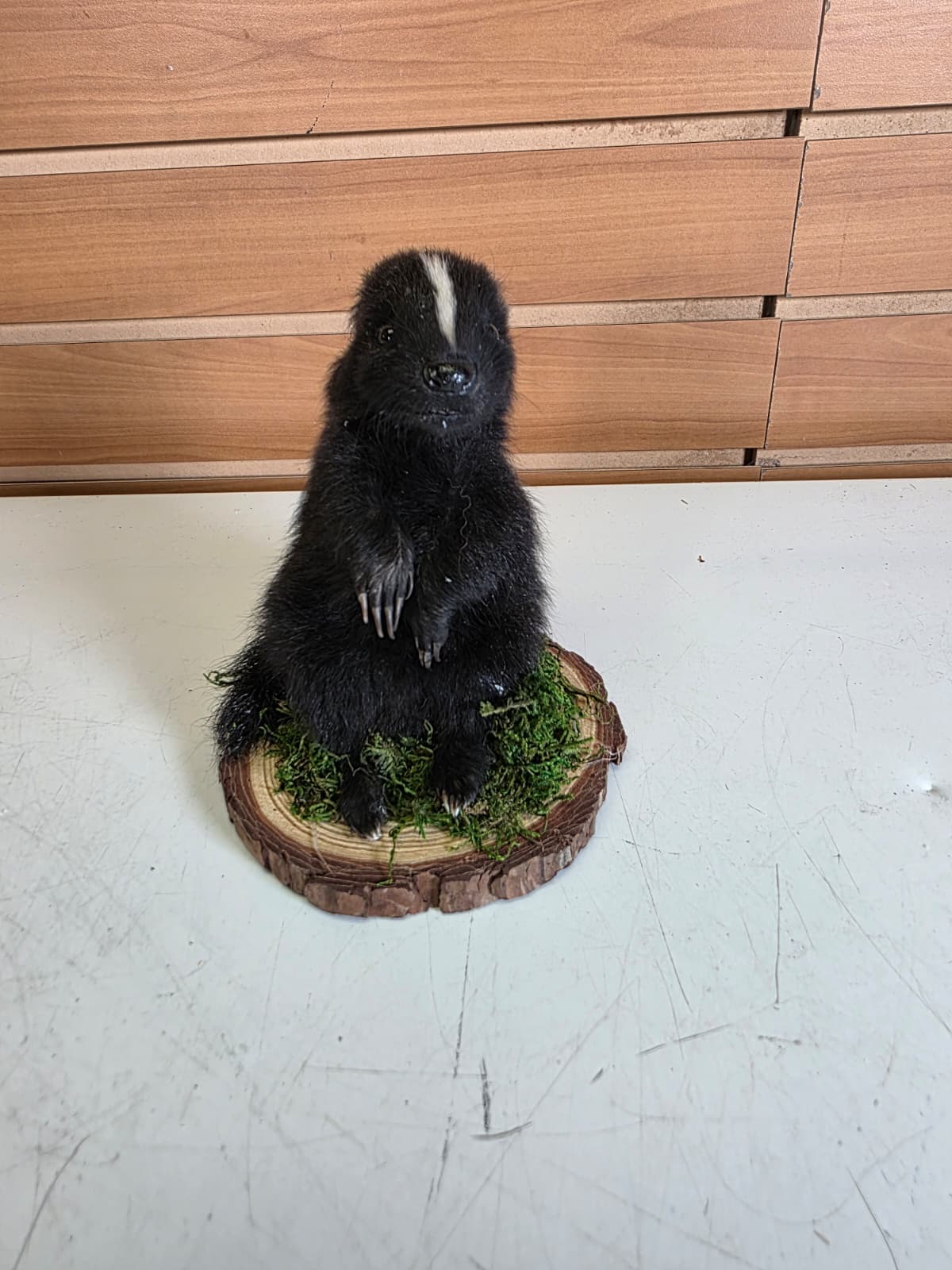 Fhck173 - baby skunk taxidermy mount
