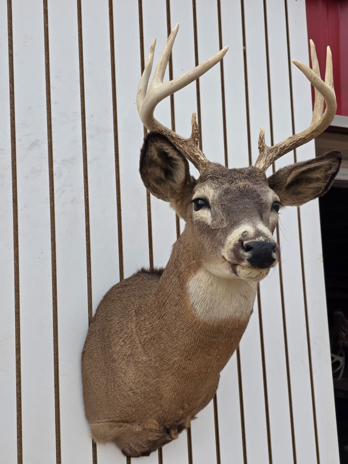 Fhdar6 - White-Tailed Deer Shoulder Mount – Taxidermy Wall Display