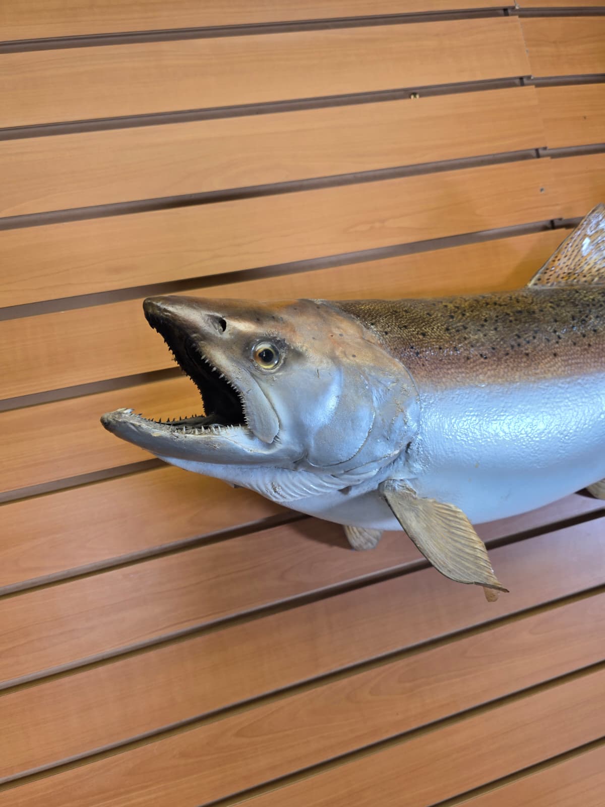 Jtv452 - 33" Trout Taxidermy Mount – Elegant Freshwater Display