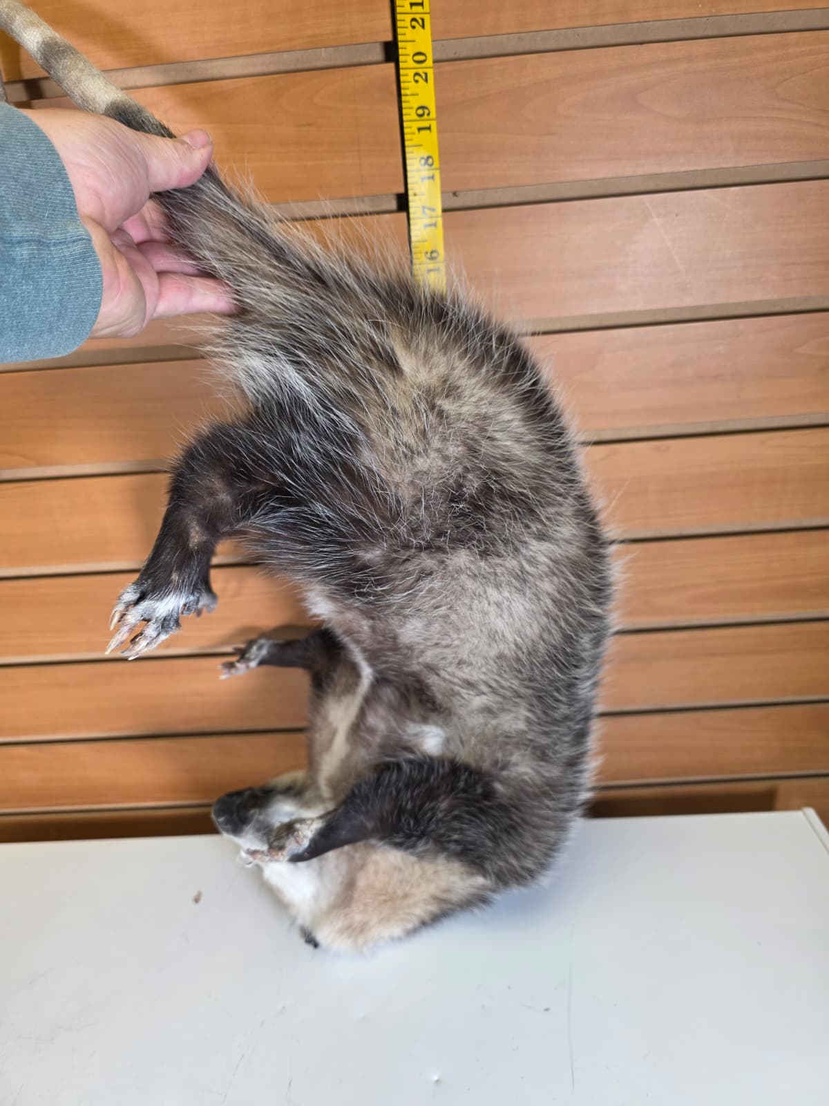 Fhkmp3 - Hanging Opossum Taxidermy mount
