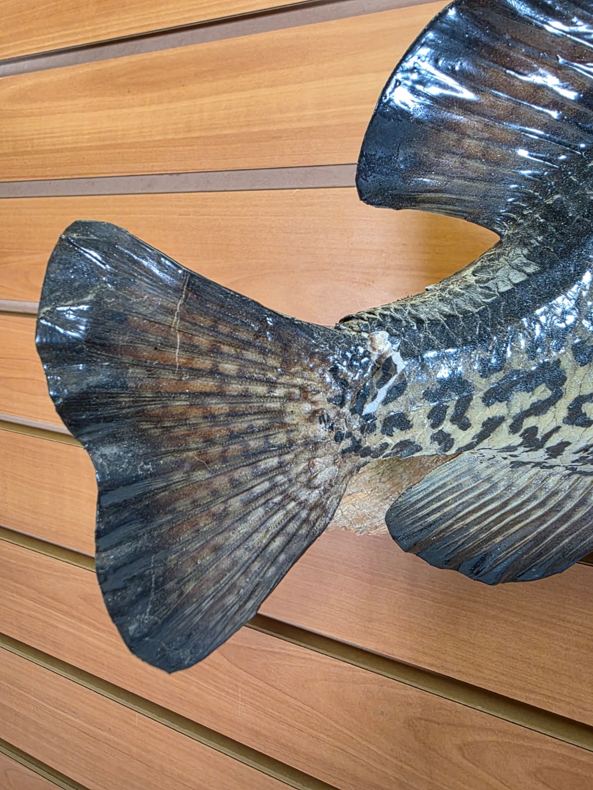 Jtv433 - 13" Crappie Taxidermy Mount – Lifelike Freshwater Display
