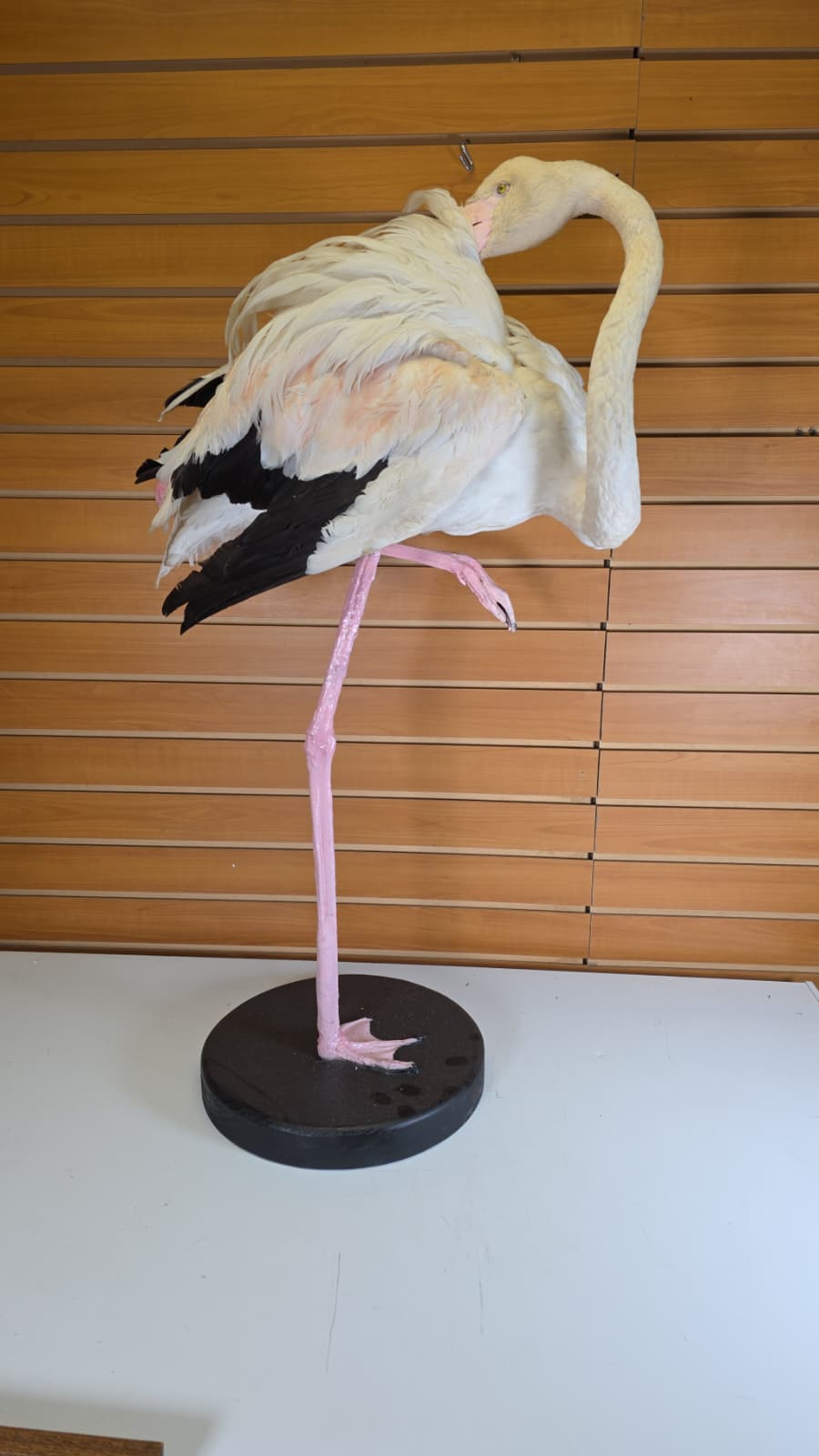 Fhab36 - Chilean Flamingo Full Mount