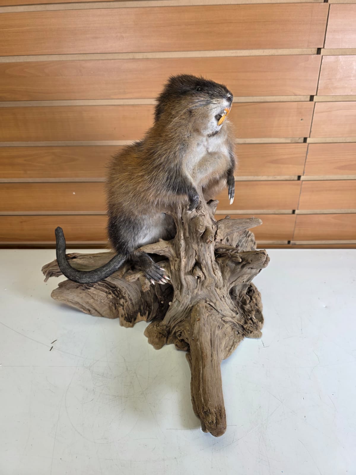 Fhmusk32 - Muskrat Taxidermy Mount