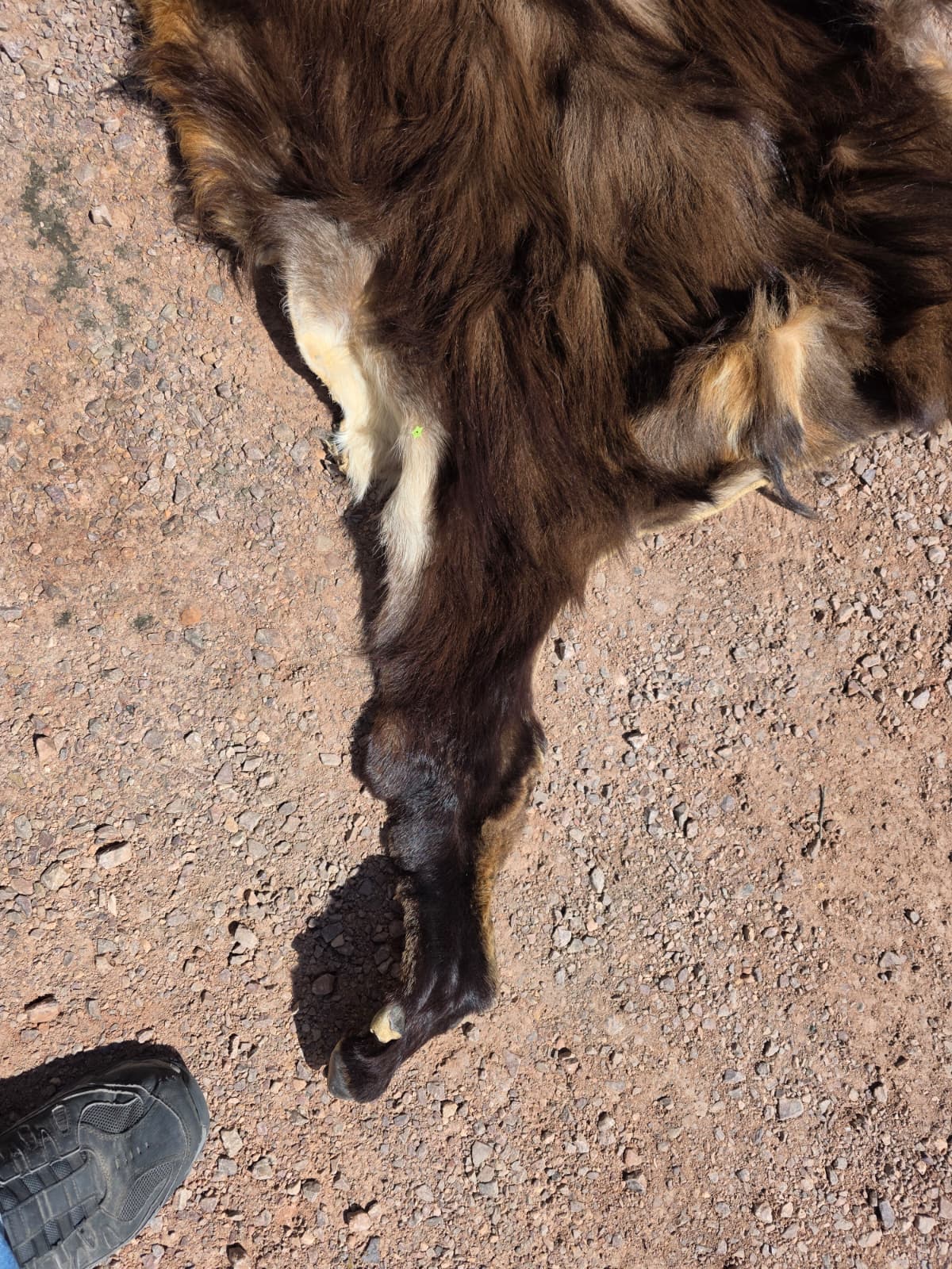 Jtv447 - Himalayan Tahr hide