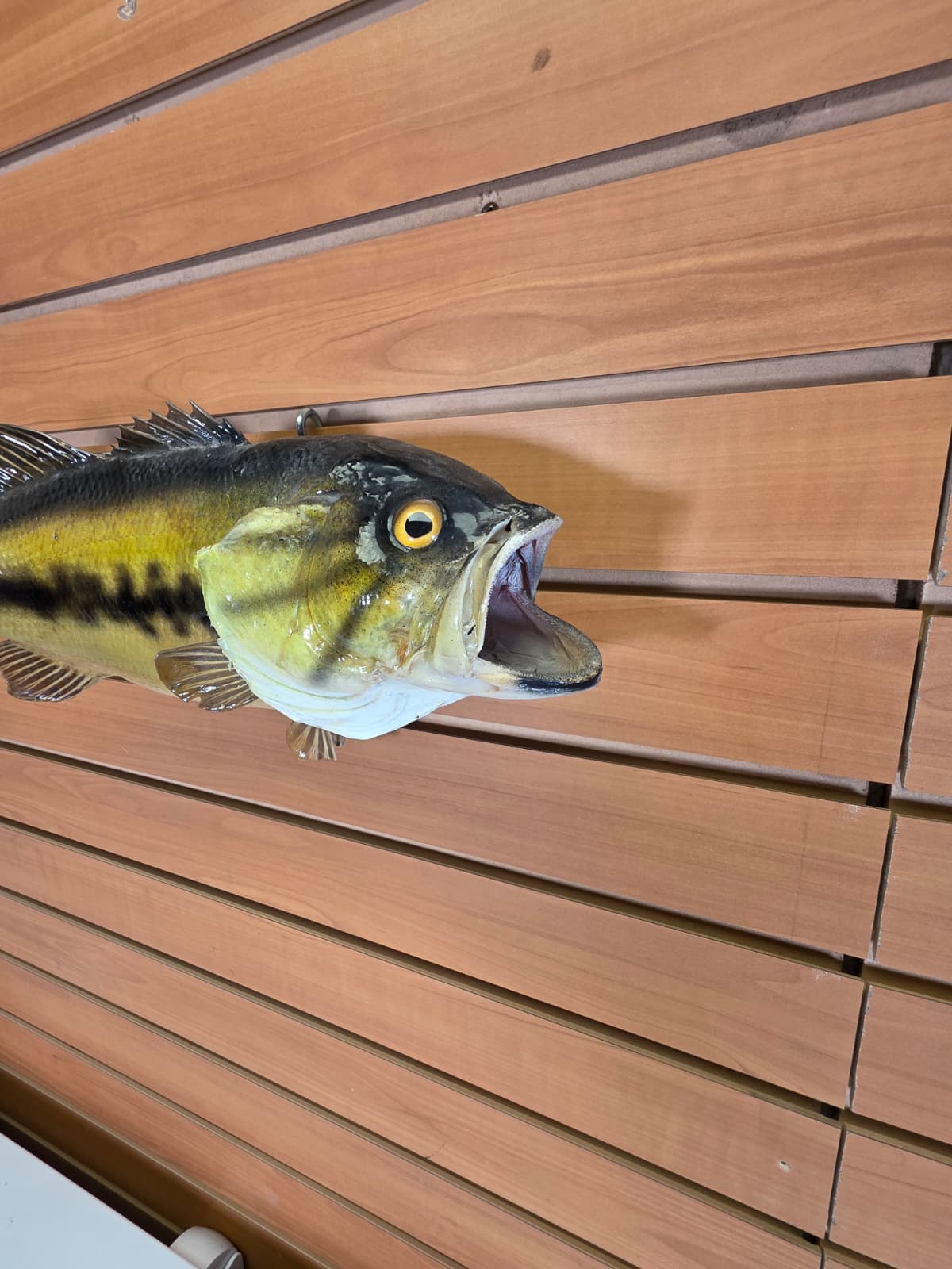 Jtv404 - 16" Bass Fish Mount – Classic Freshwater Display