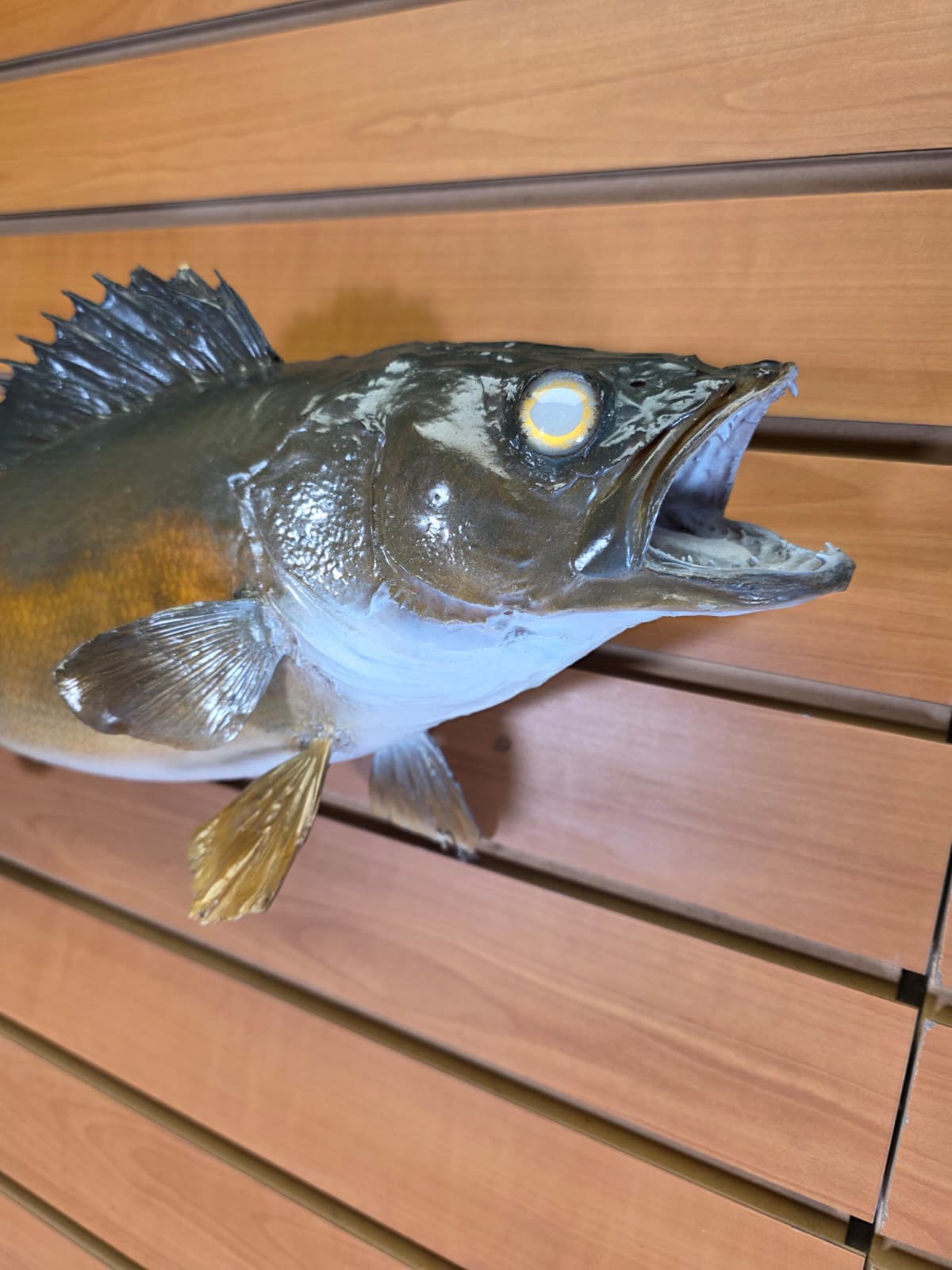 Jtv434 - 21" Walleye Taxidermy Mount – Lifelike Freshwater Display
