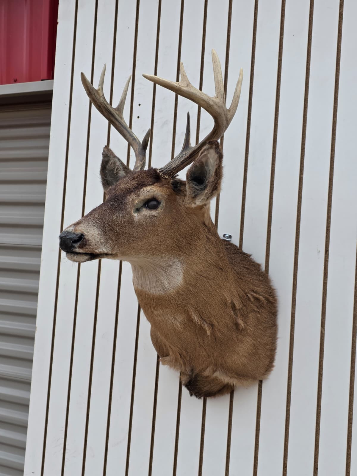 Drmq111 - White-Tailed Deer Shoulder Mount – Taxidermy Wall Display