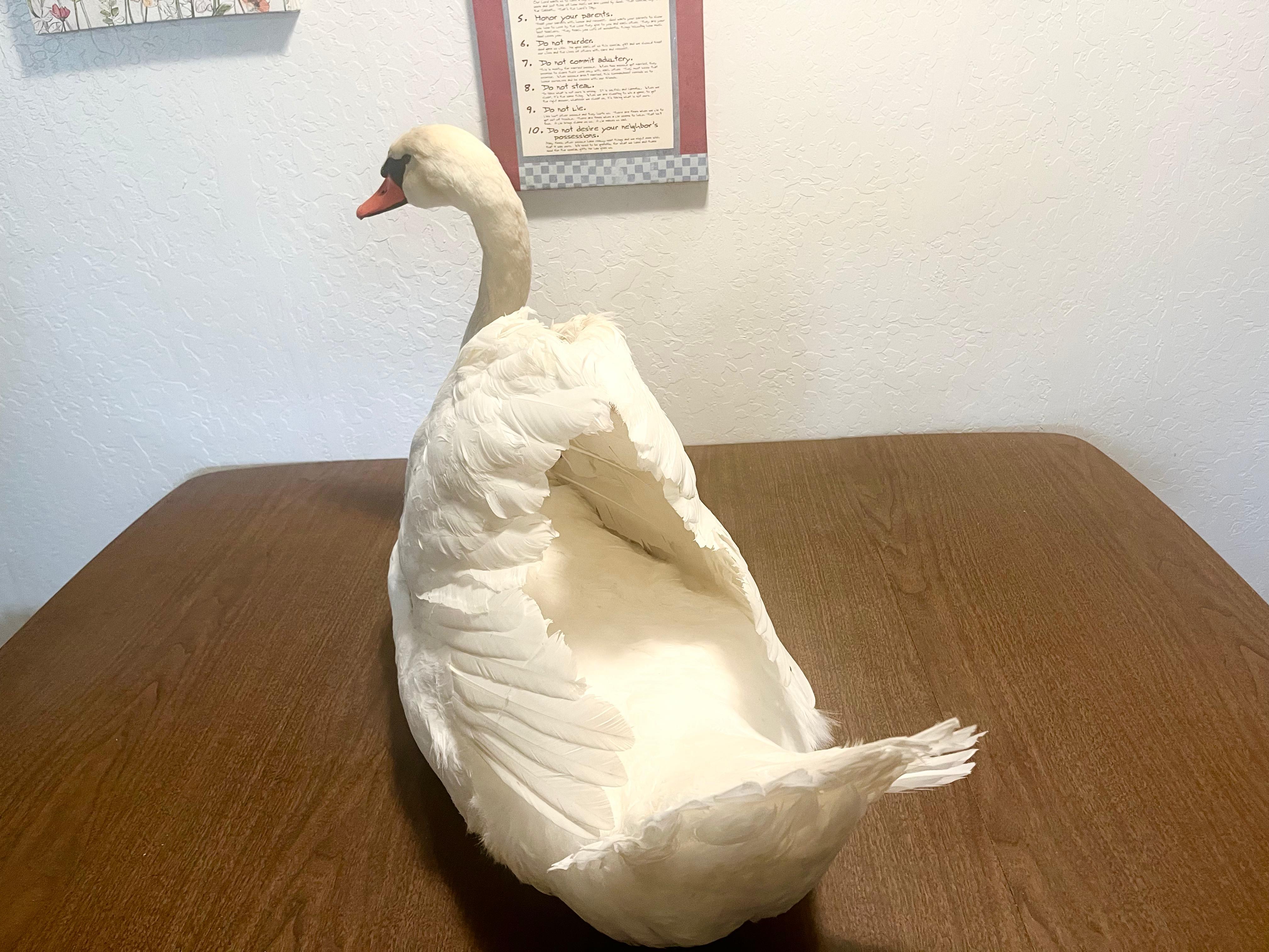 FHJOSWI - Mute Swan Pair Taxidermy – Museum Quality Display