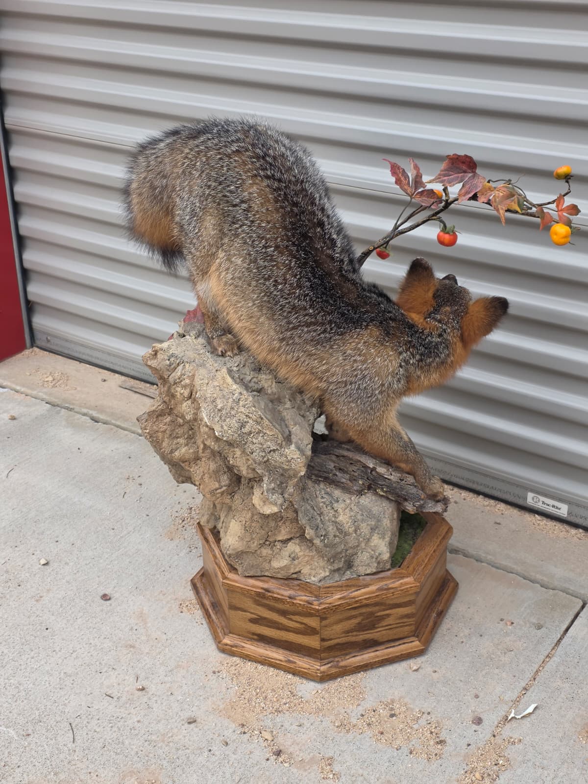 Fhcm81 - Grey Fox Taxidermy Lifelike Display
