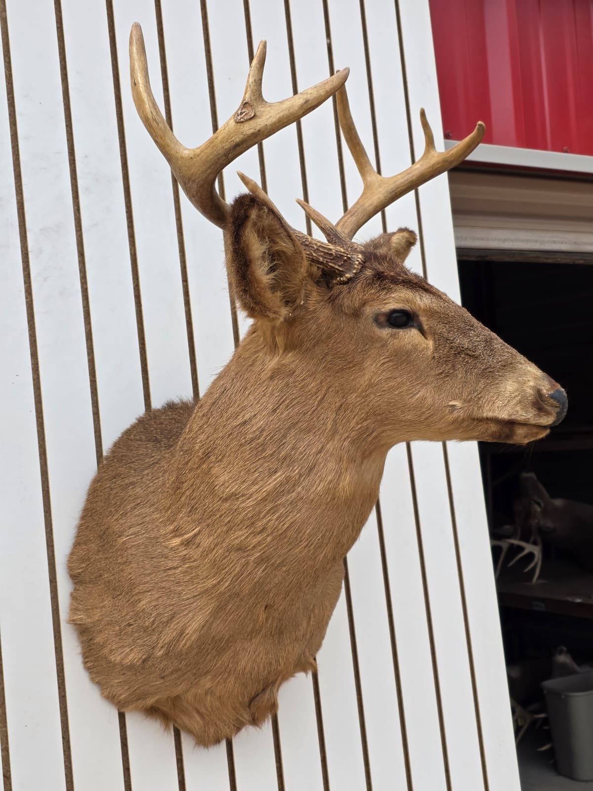 Fhdar1 - White-Tailed Deer Shoulder Mount – Taxidermy Wall Display