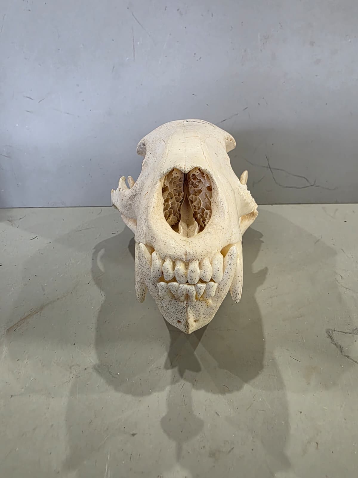 Jtv436 - Bear Skull Taxidermy – 10” Long Display