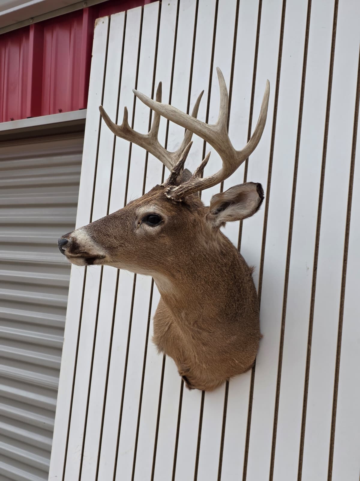 Drmq106 - White-Tailed Deer Shoulder Mount – Taxidermy Wall Display