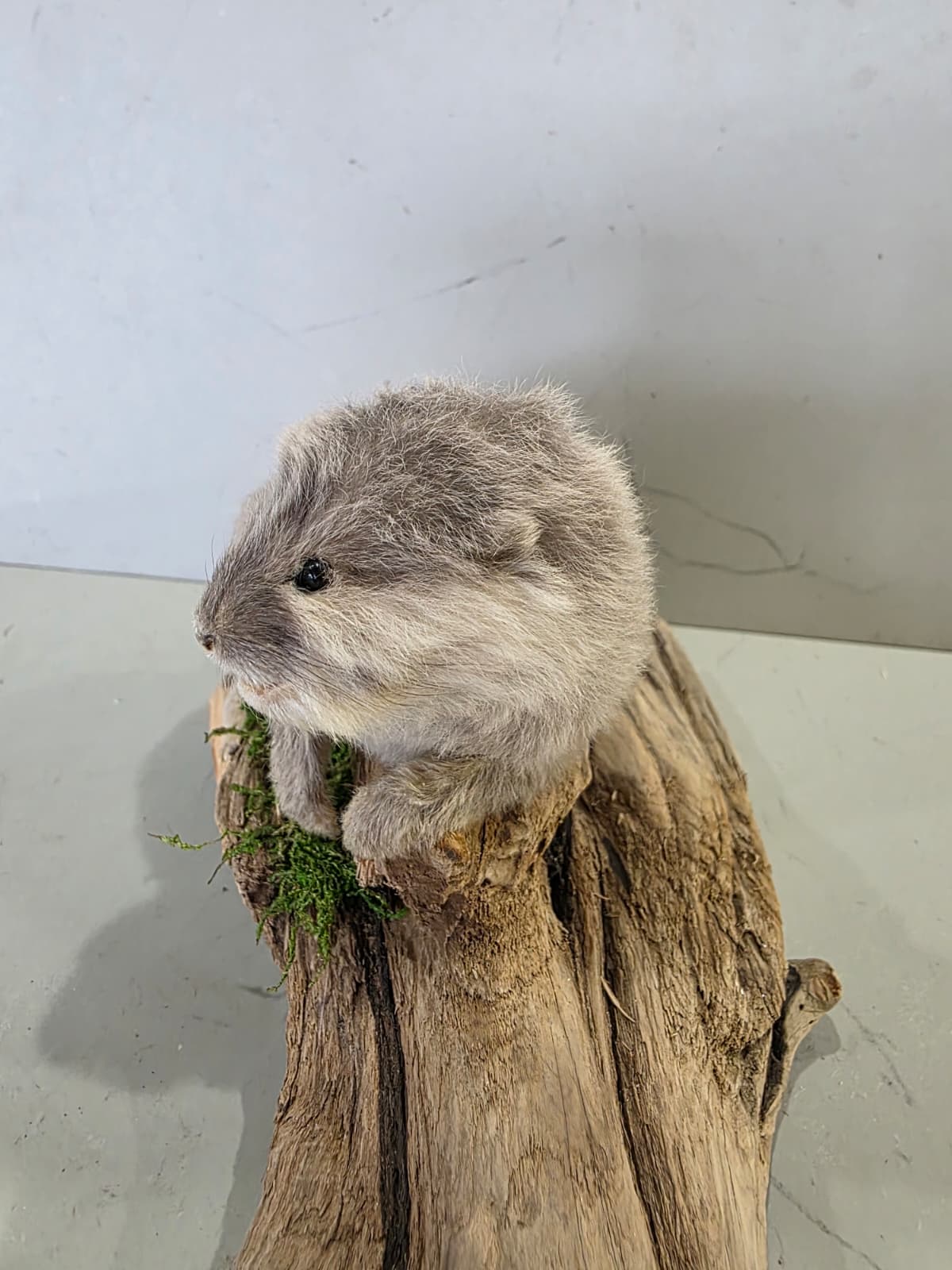 Fhcm94 - Baby Otter Taxidermy Lifelike Display
