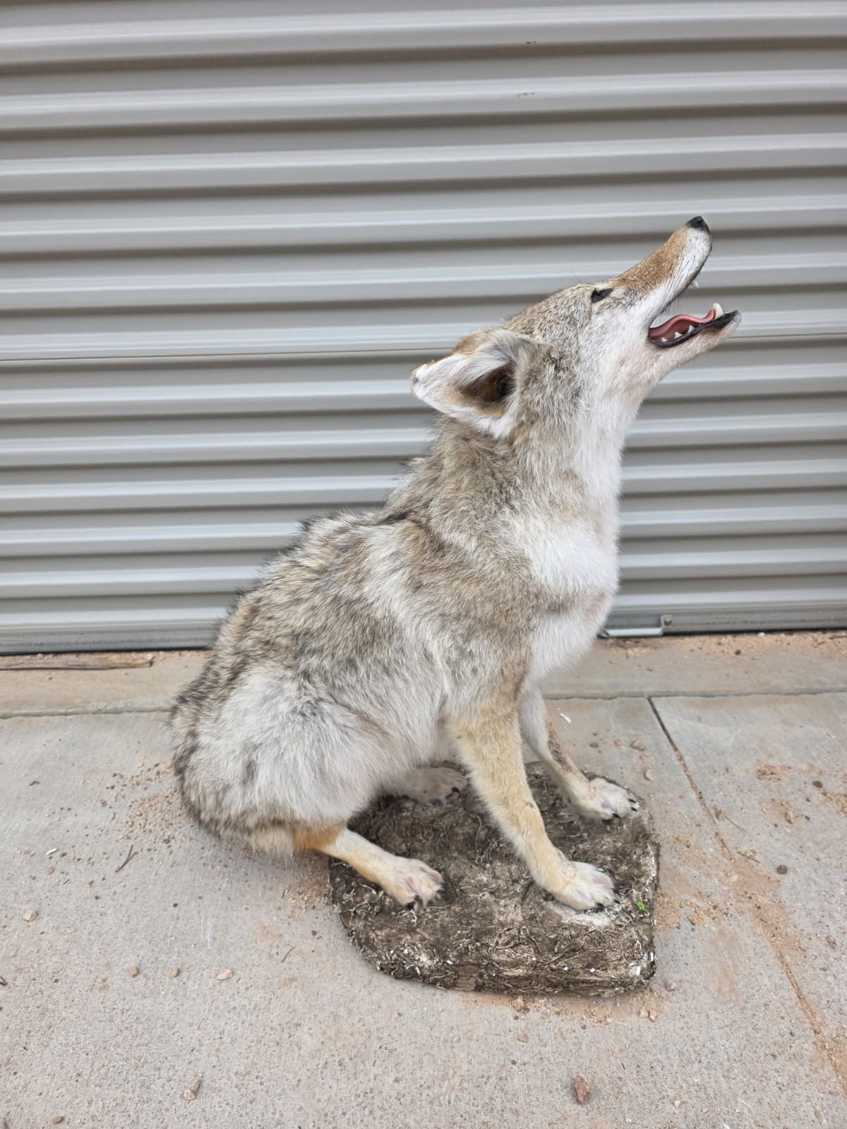 Fhcm76 - Howling Coyote Taxidermy – Lifelike Display