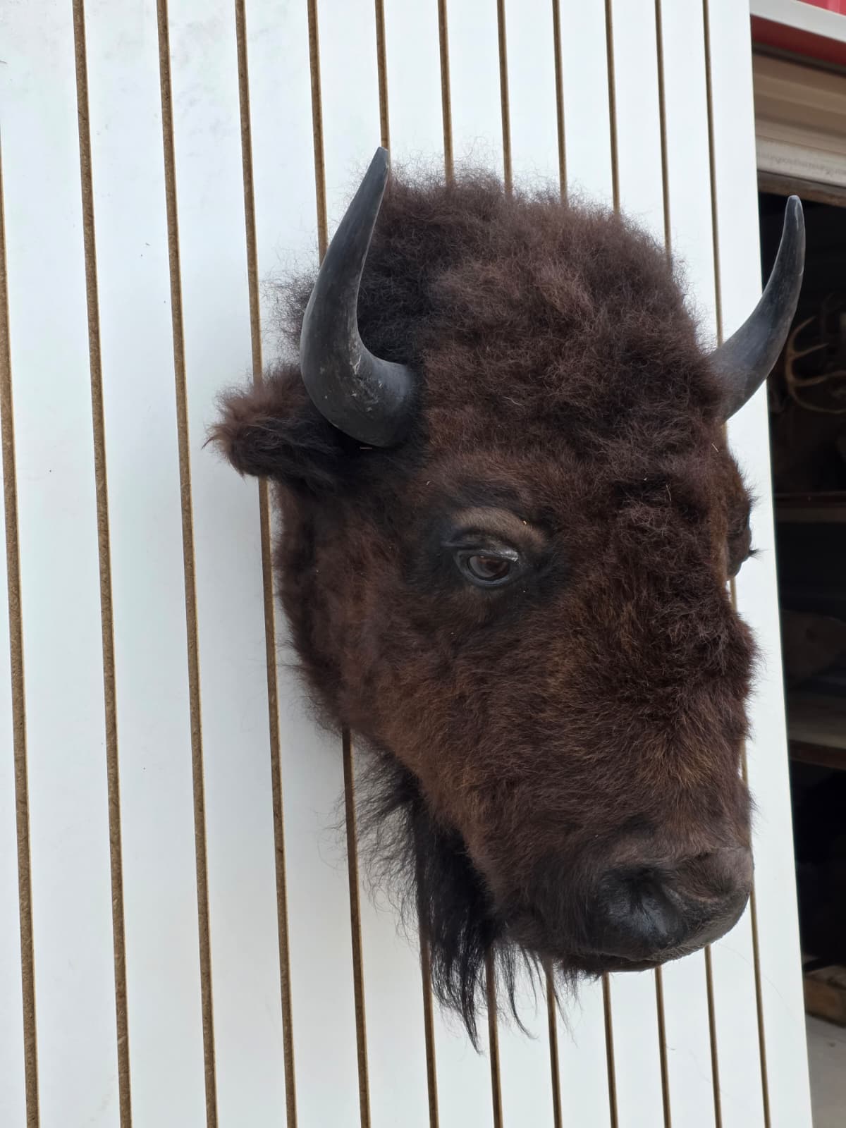 Fhbf4 - Real Buffalo / Bison neck Head Taxidermy Mount New