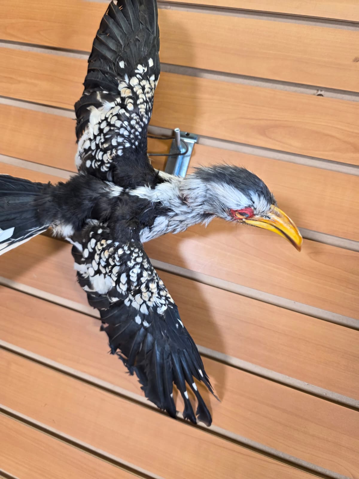 Jtv419 - Yellow-Billed Hornbill Taxidermy Mount – Exotic Bird Display