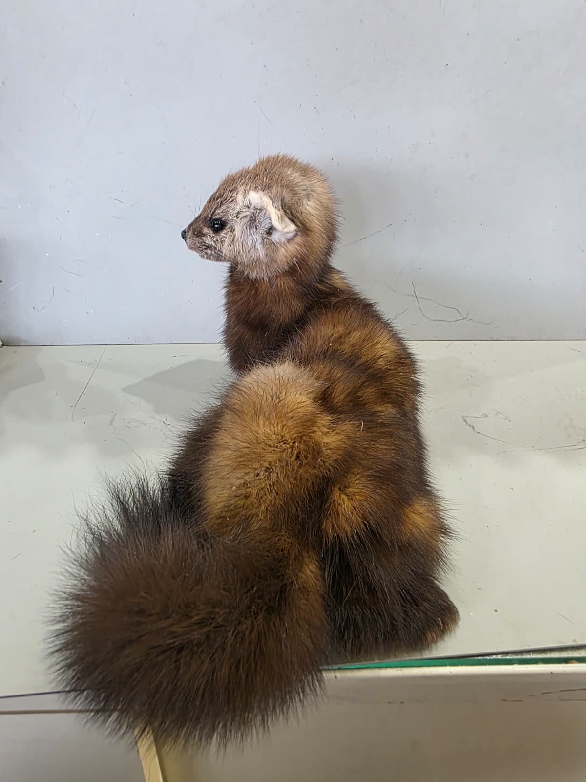 Fhcm95 - Martin Taxidermy –Elegant Display