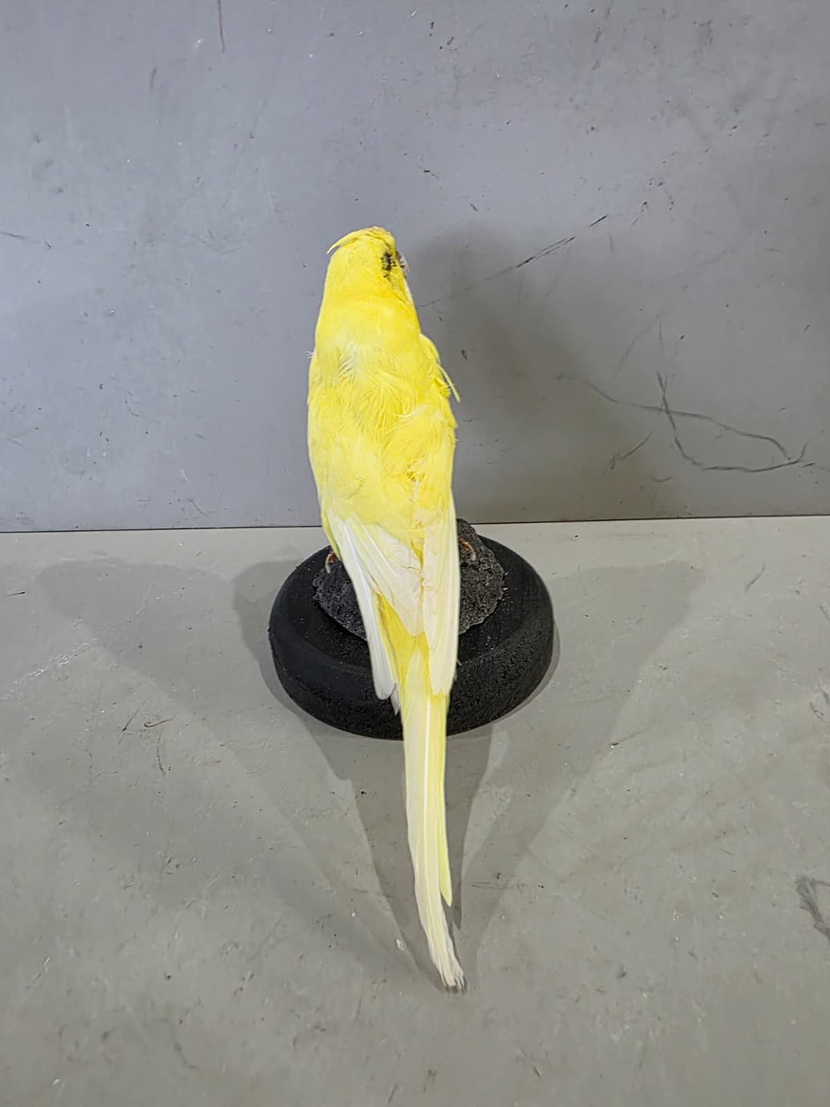 Fhcm89 - Yellow Budgie Parakeet Taxidermy – Lifelike Display