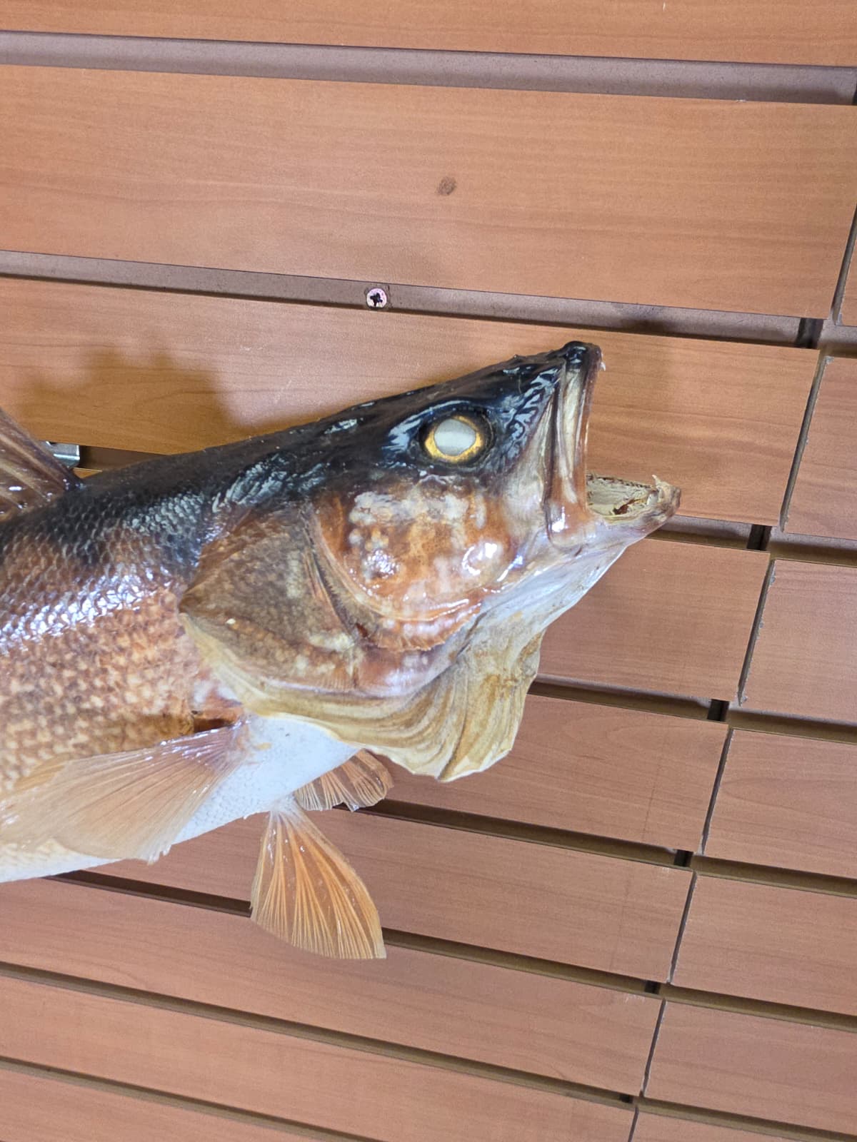 Jtv410 - 27" Walleye Fish Mount – Premium Freshwater Display
