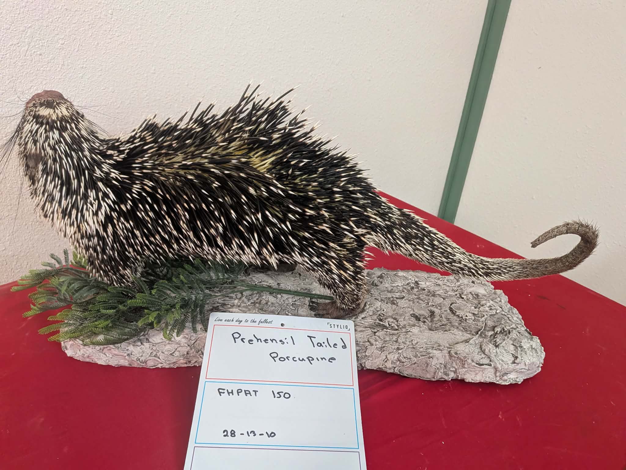 FHPAT150 - Prehensile-Tailed Porcupine Taxidermy Mount – Exotic Wildlife Display