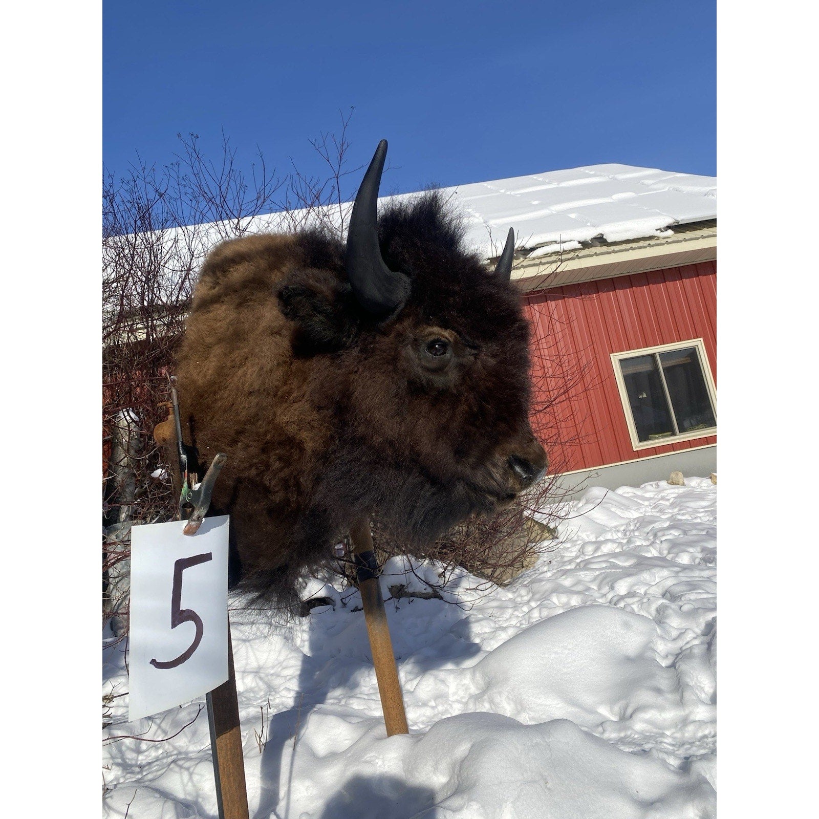 FHDARDEC5 - Real North American Buffalo / Bison Shoulder Taxidermy Mount New
