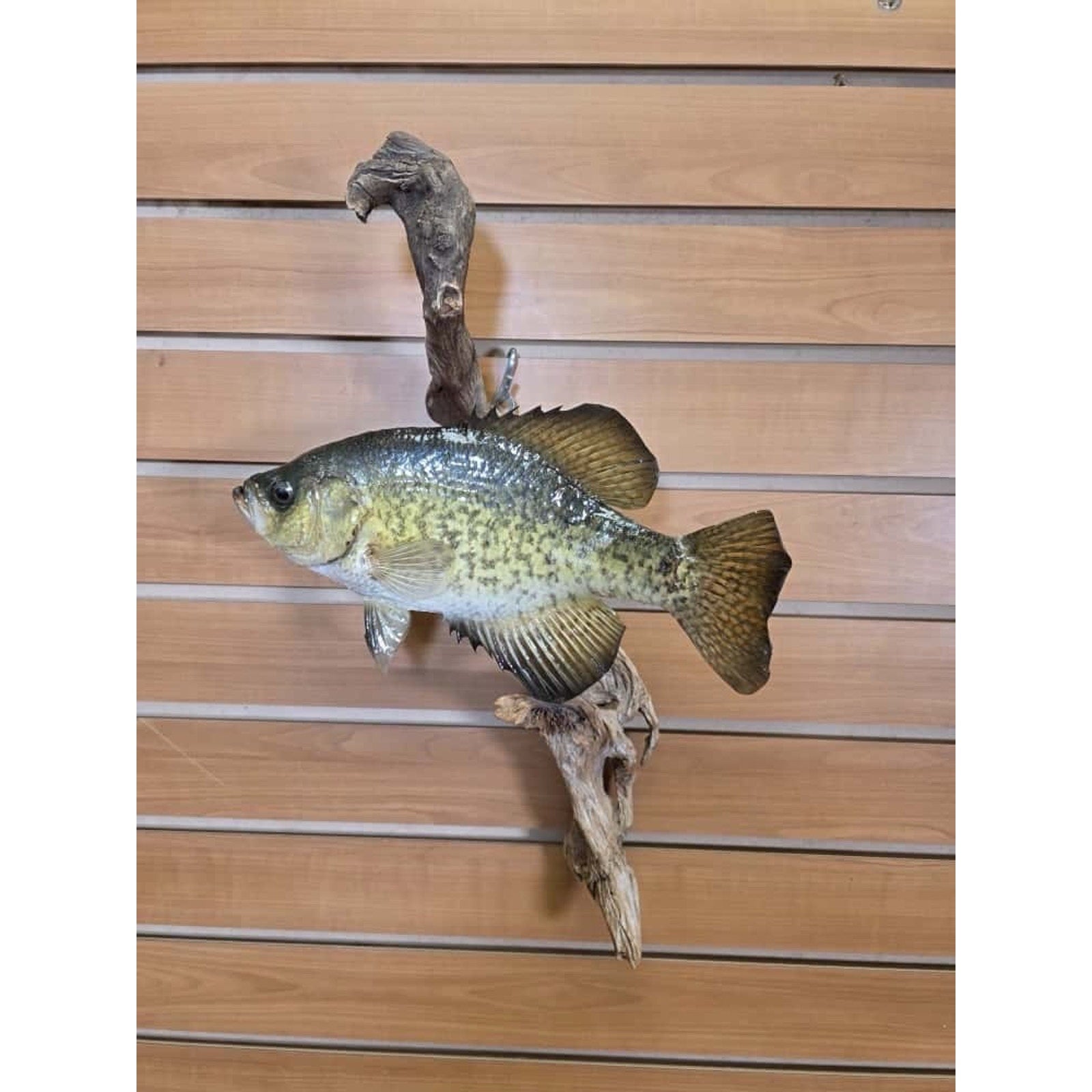 JTV227 - Real Skin Crappie Fish Taxidermy Mount 11.5”