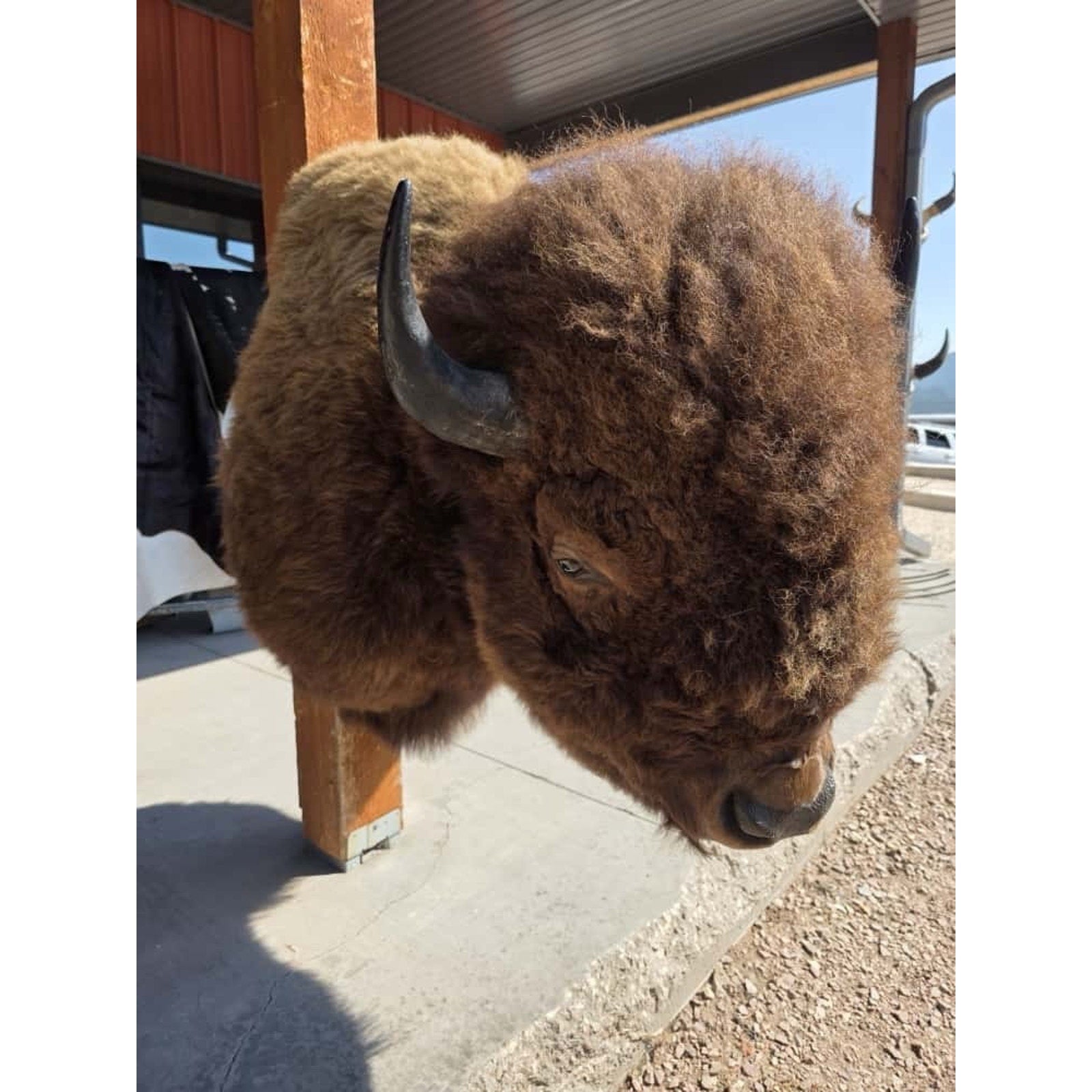 FHMN20 - Gorgeous Mounted Buffalo / Bison Taxidermy Head Shoulder Mount