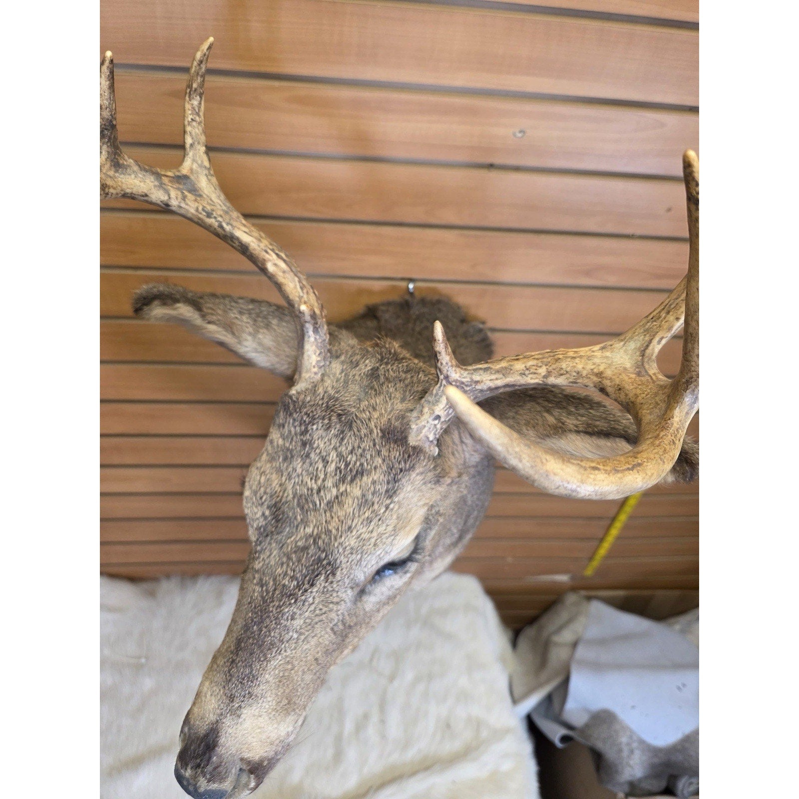 FHMN14- Whitetail Deer Real Antler Deer Taxidermy Mount