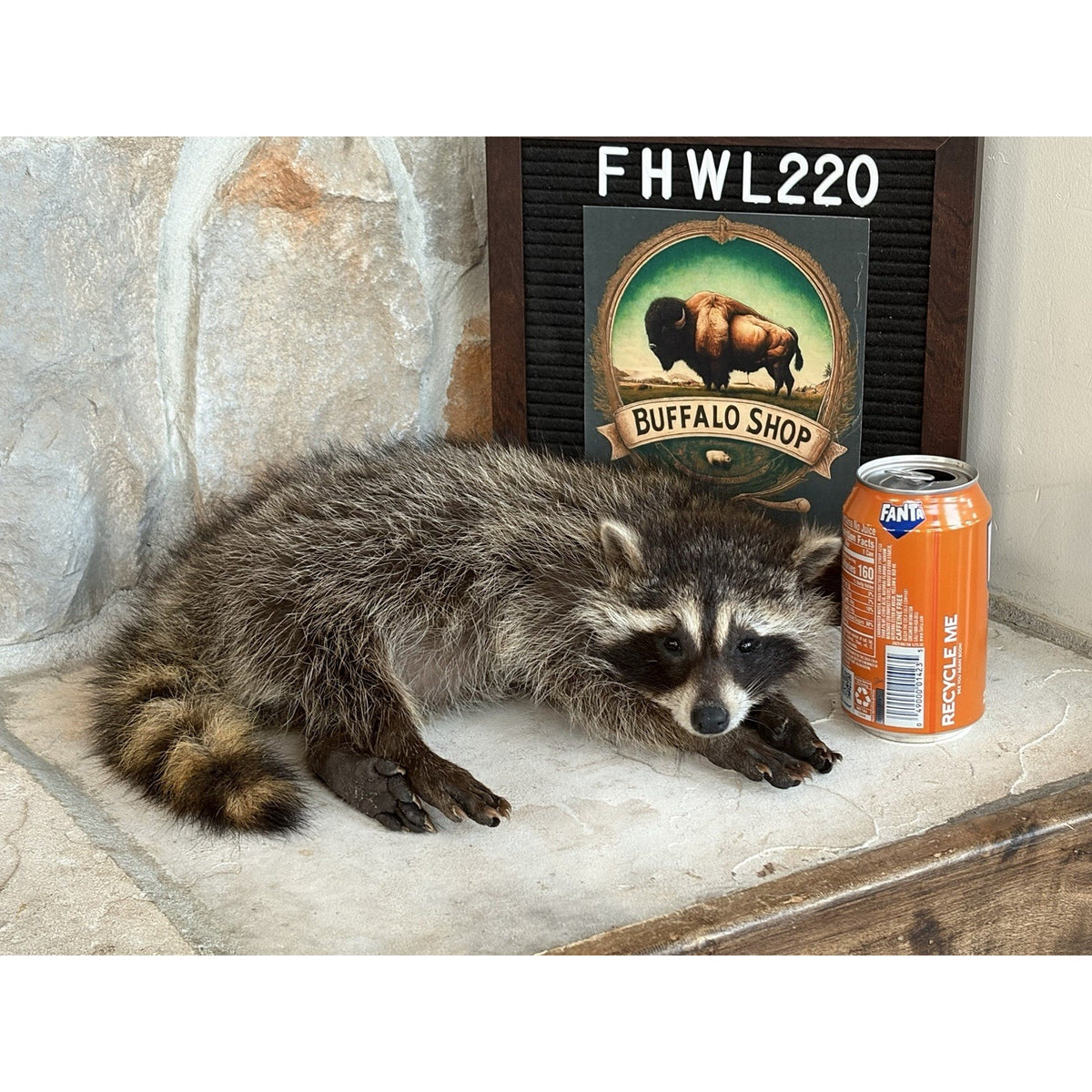 FHWL220 - baby Raccoon Taxidermy Mount