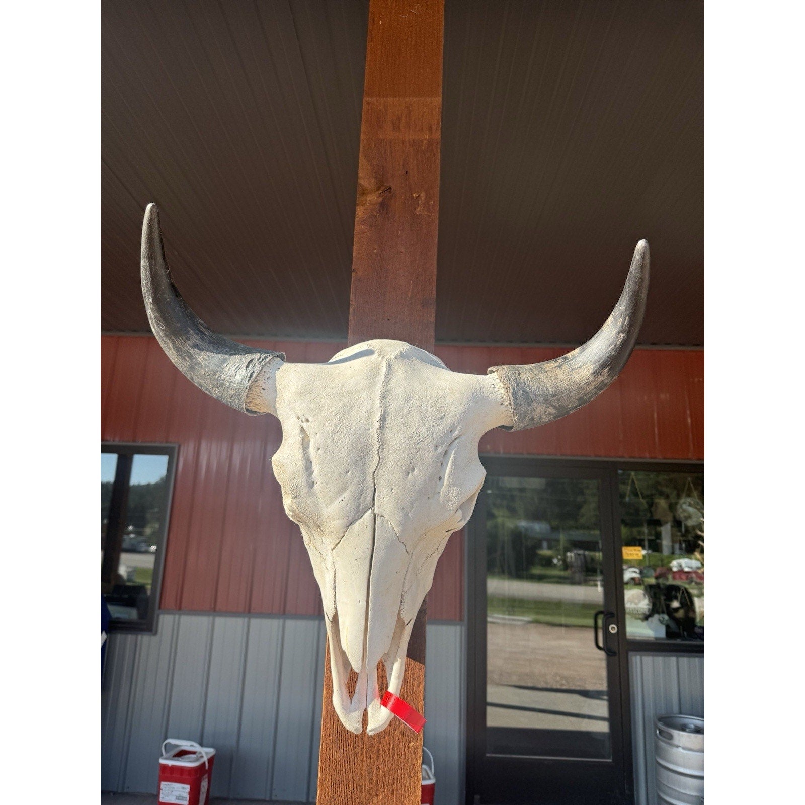 FH47395 - XXL Buffalo / Bison Skull Taxidermy Mount