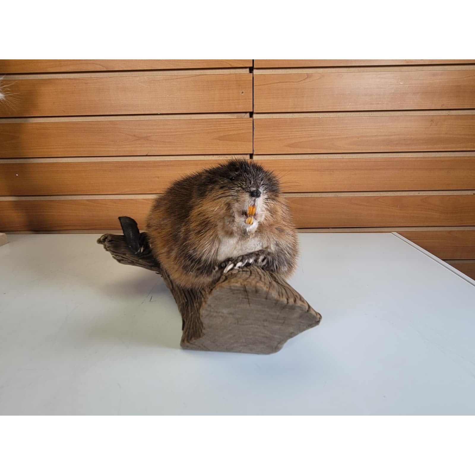FHMUSK7 - Muskrat Taxidermy Mount