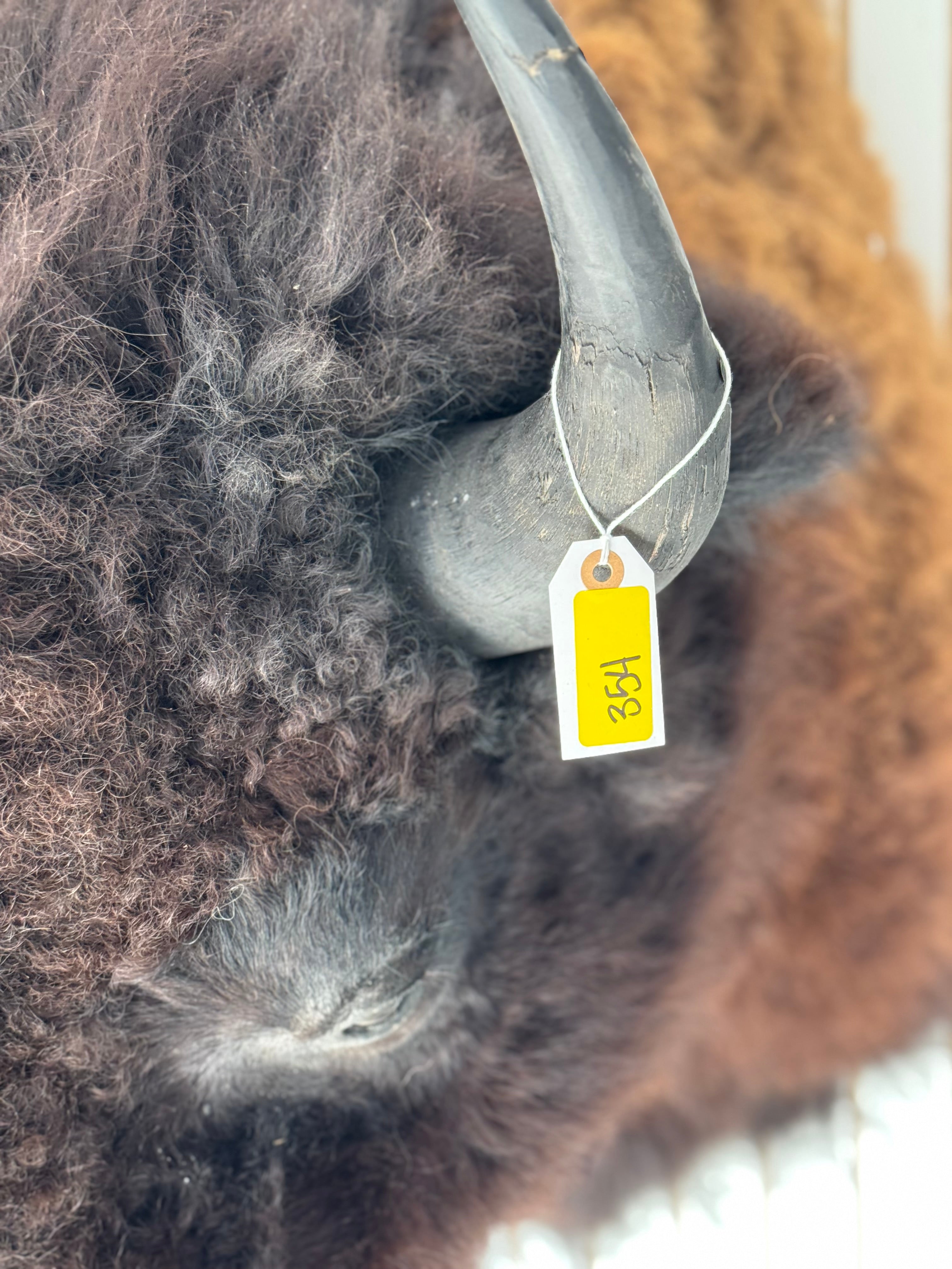 FHDAR354-massive Buffalo Taxidermy Shoulder mount Bull