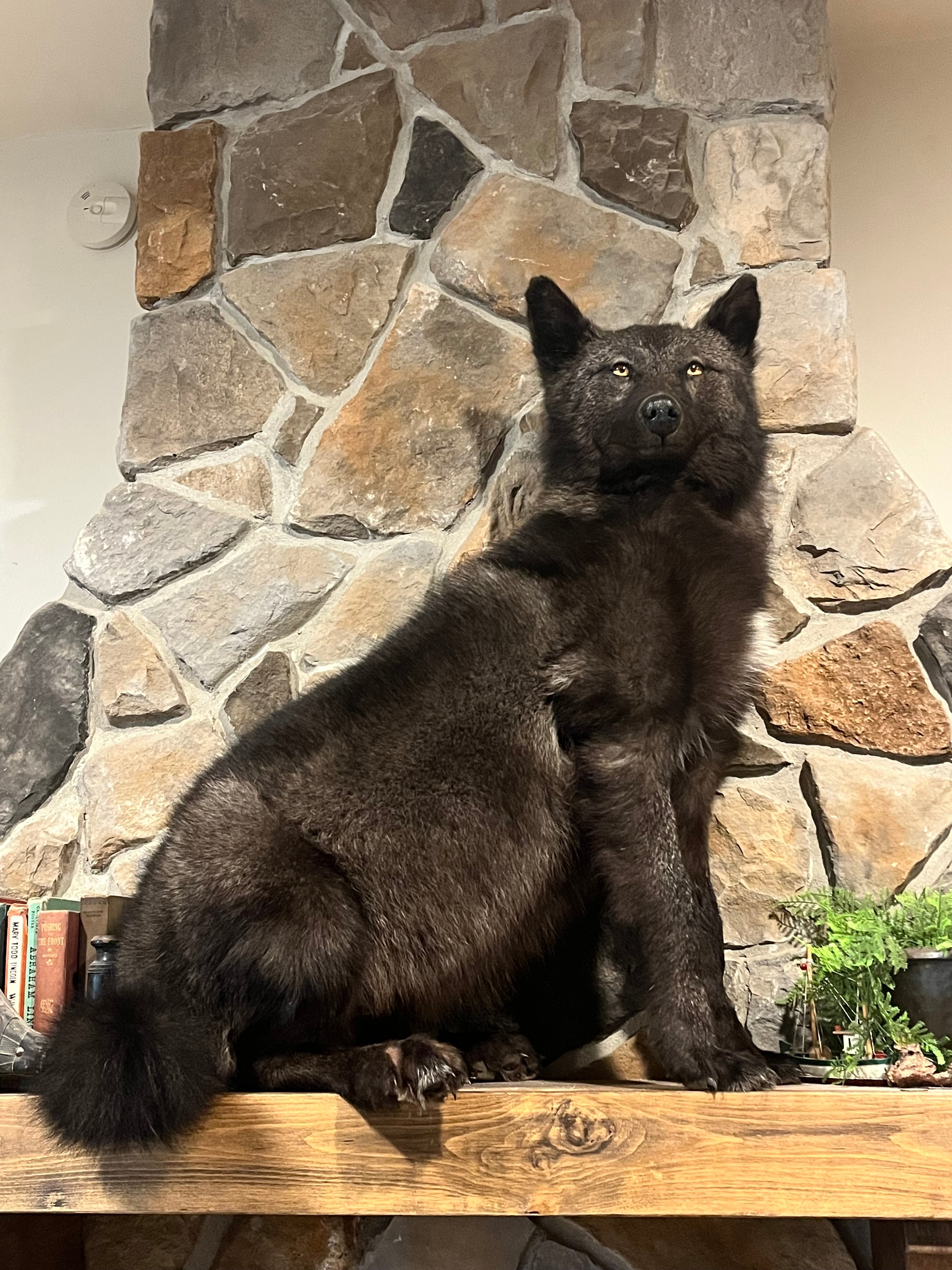 FHWL16 - Black Alaskan wolf Taxidermy mount