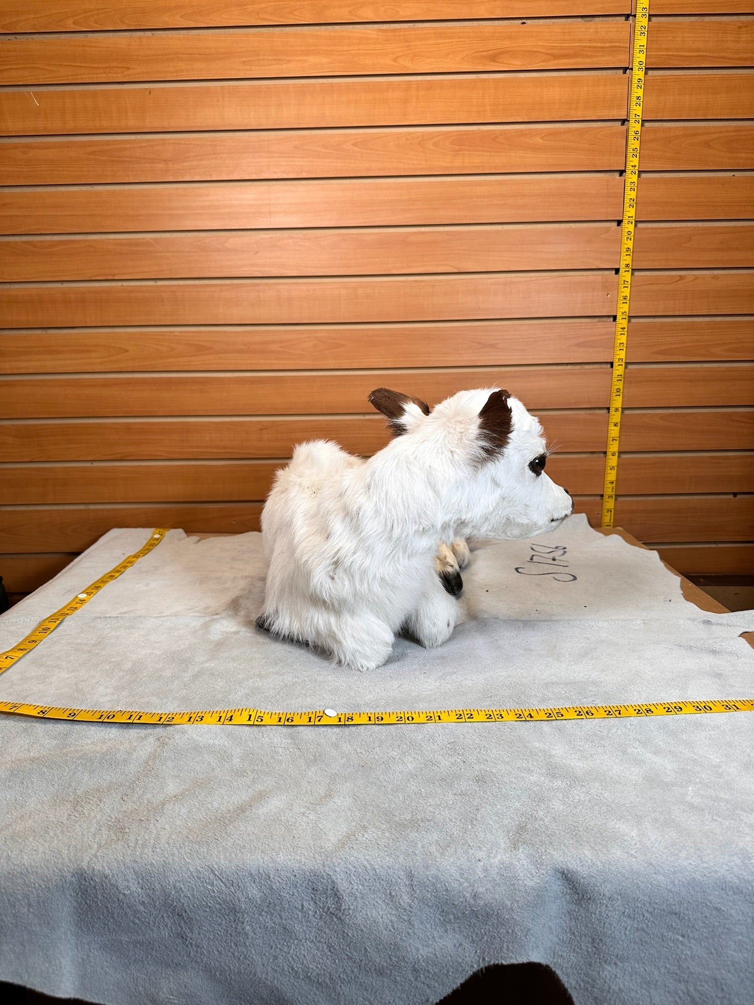 FHCOW1 - Baby British White Beef Calf Full Body Taxidermy Mount